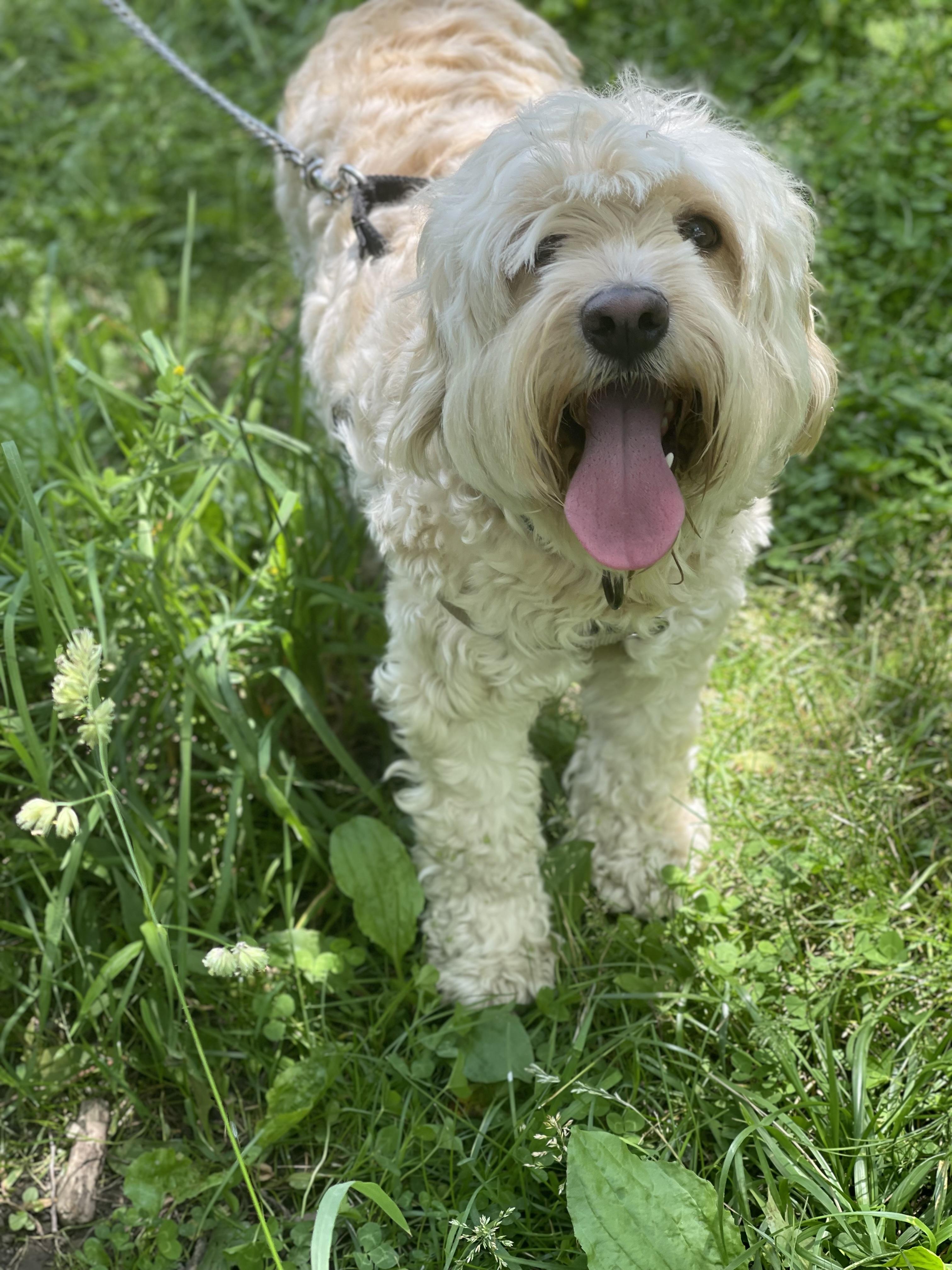 Lenny, Adopted, Adult Male Cockapoo.