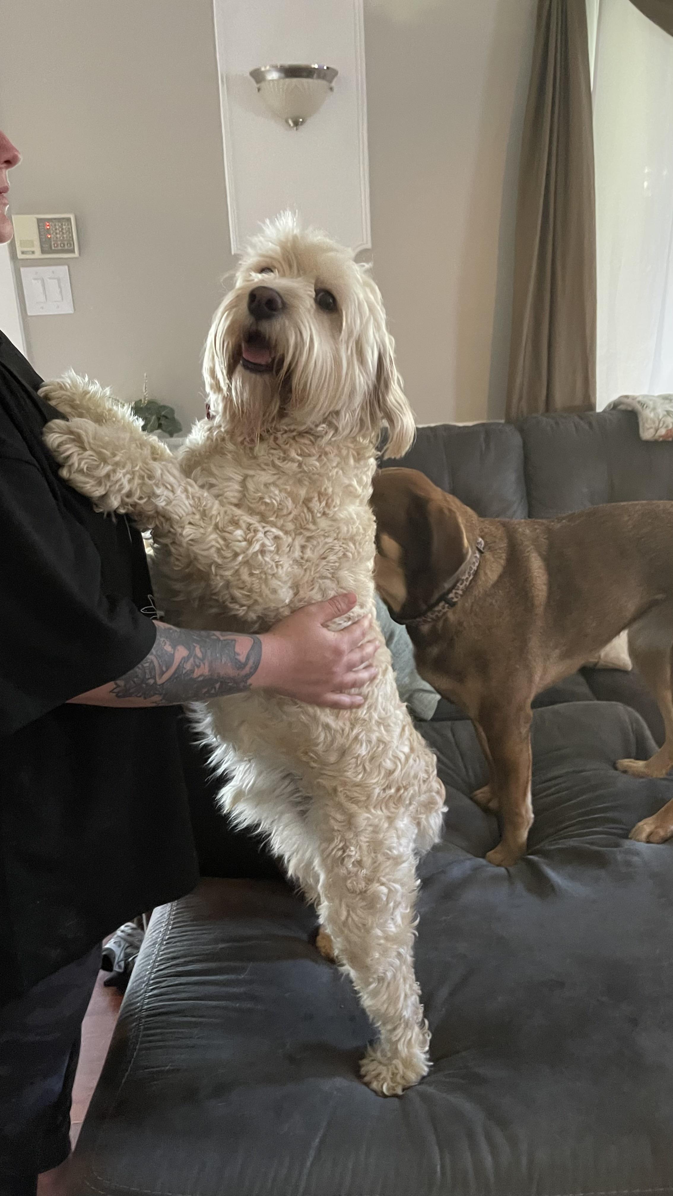 Enlarge Lenny, a Adopted Cockapoo in Claridge, PA image 3/5
