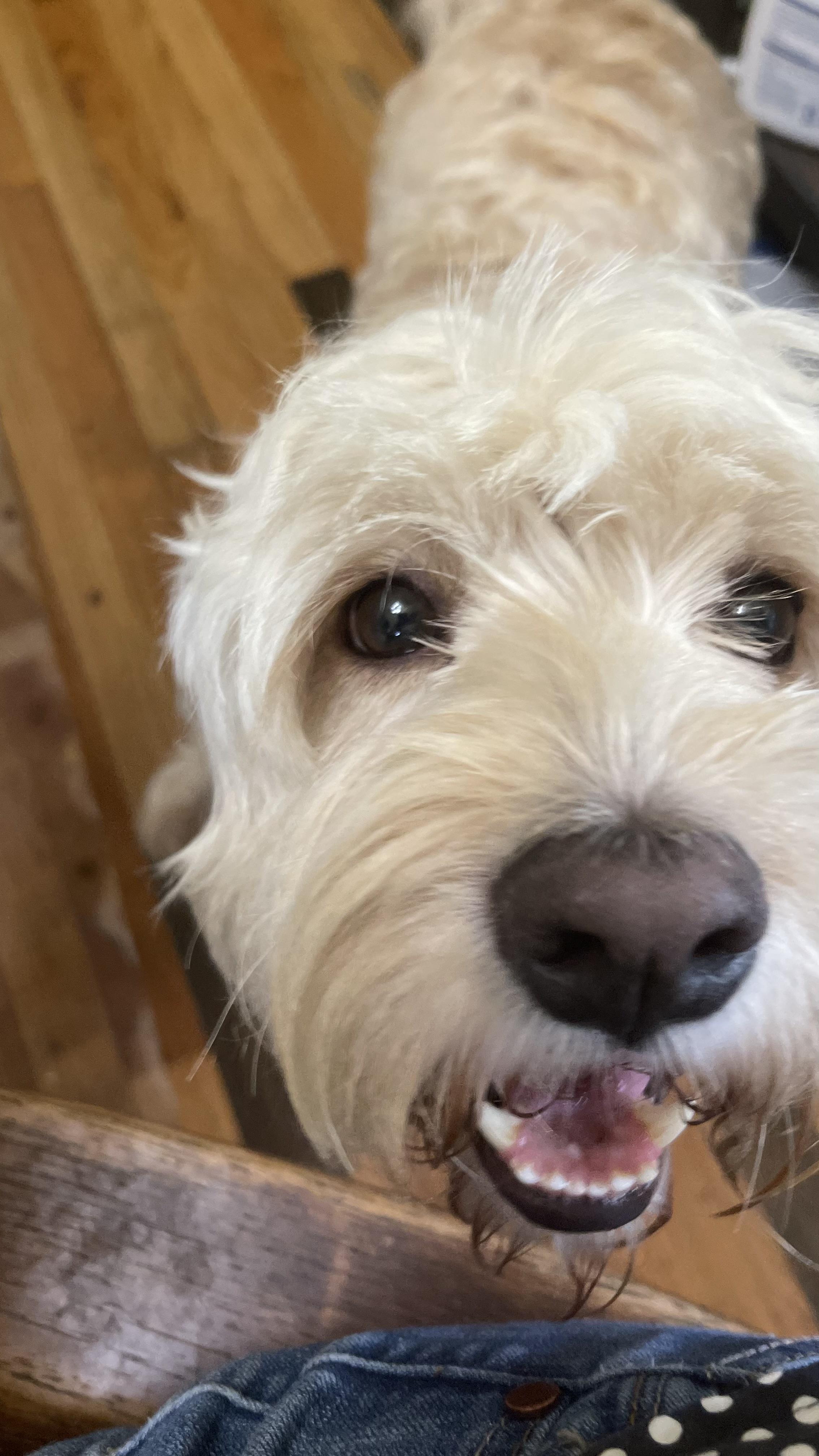 Enlarge Lenny, a Adopted Cockapoo in Claridge, PA image 4/5