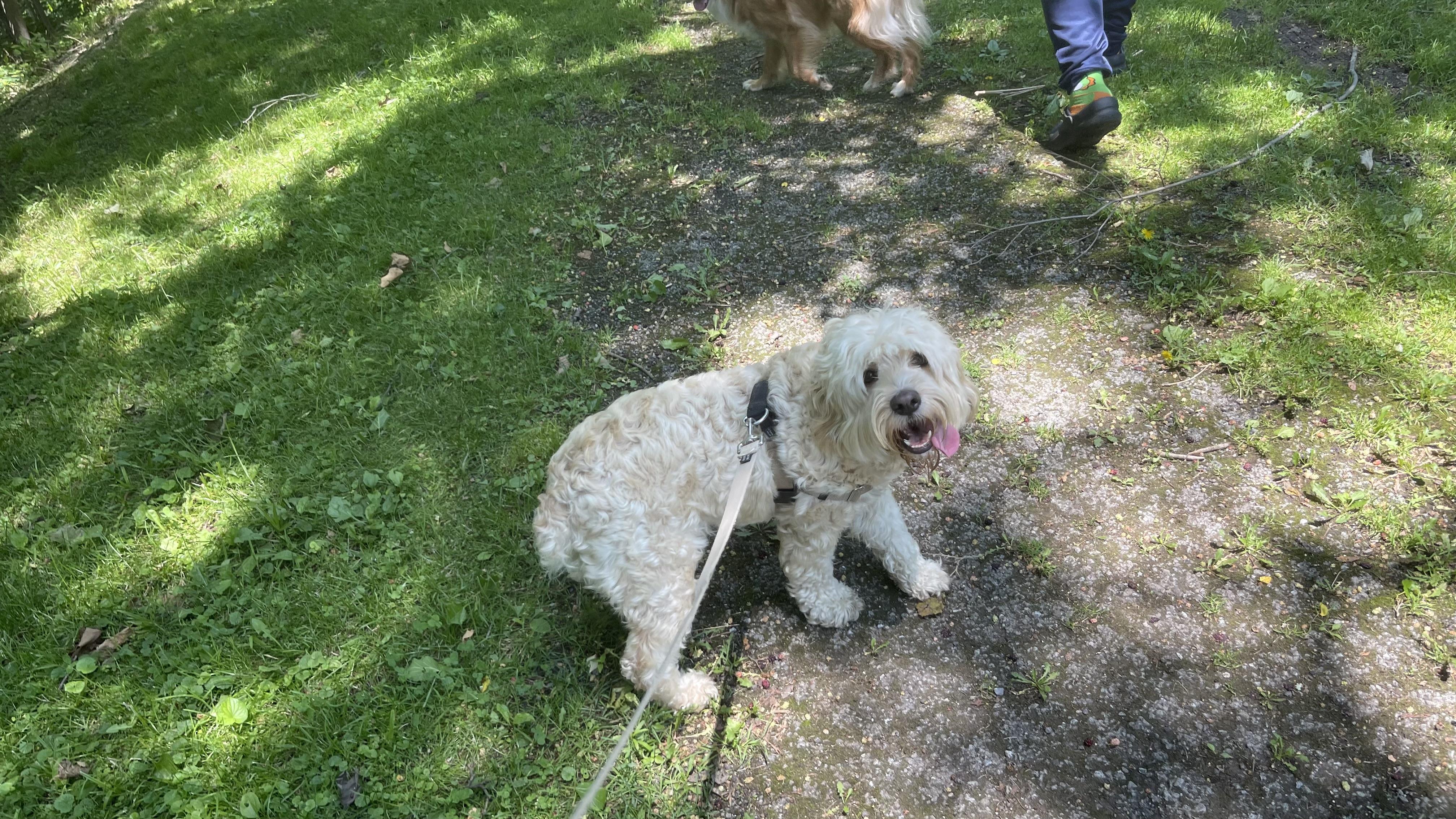 Enlarge Lenny, a Adopted Cockapoo in Claridge, PA image 2/5
