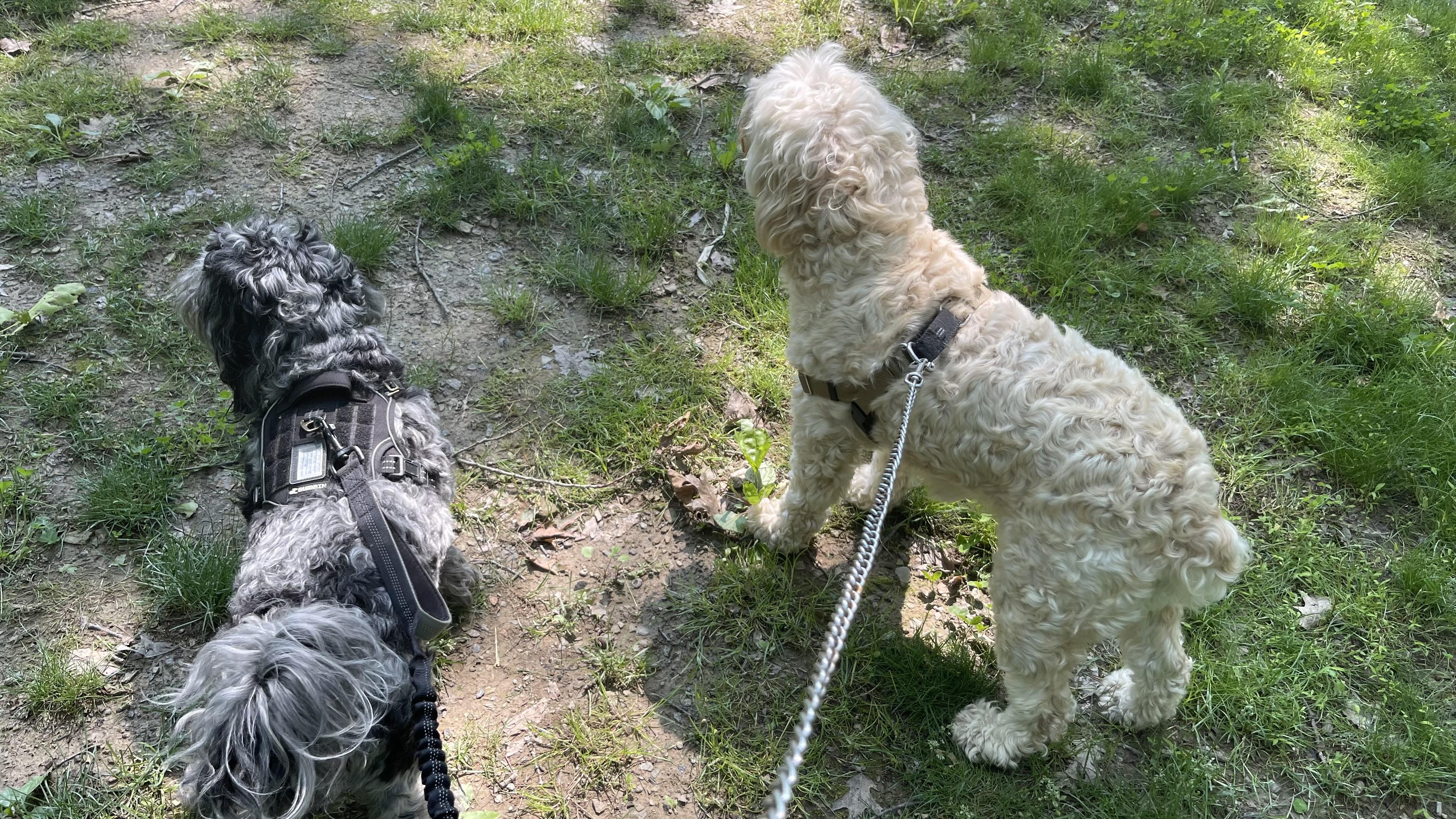 Enlarge Lenny, a Adopted Cockapoo in Claridge, PA image 5/5