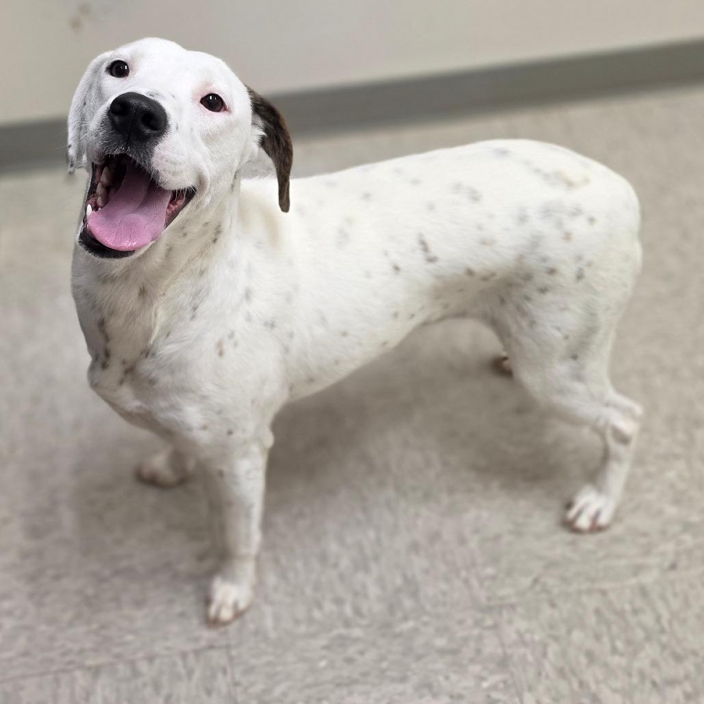 Enlarge Rochester, a Adoptable Hound in Chatham, VA image 1/2