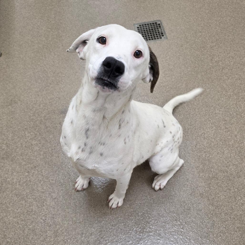 Enlarge Rochester, a Adoptable Hound in Chatham, VA image 1/1