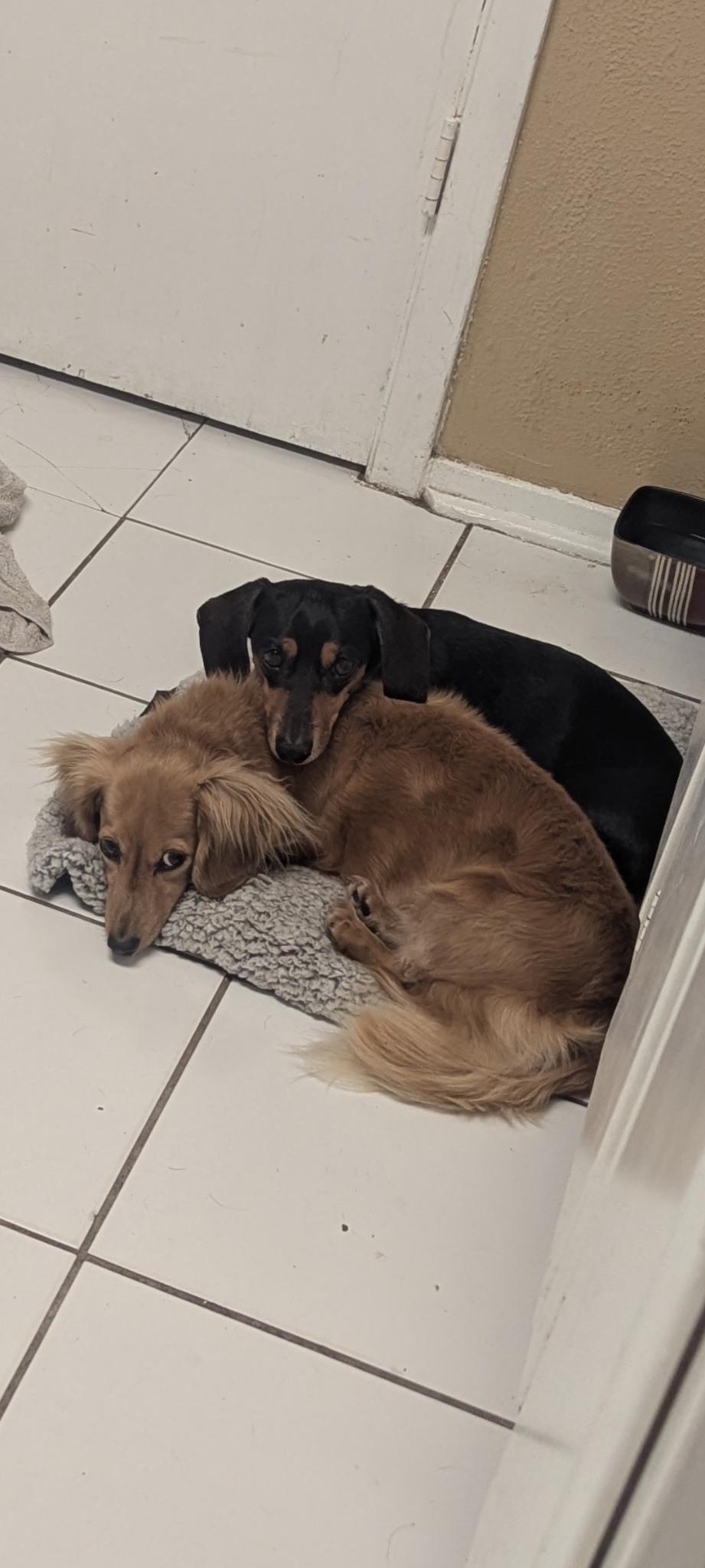 Oscar, Adoptable, Adult Male Dachshund.