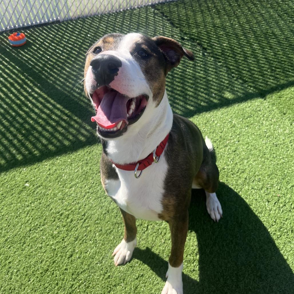 Enlarge Kash, a Adoptable mixed breed in Bristol, IN image 1/3