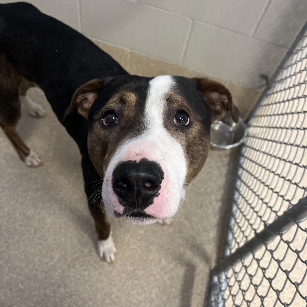 Kash — thumbnail 2