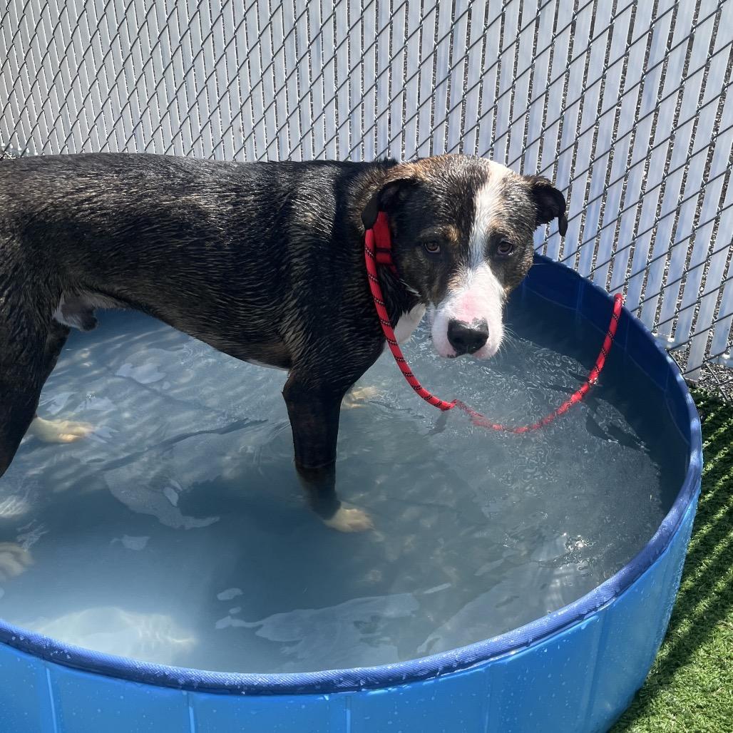 Enlarge Kash, a Adoptable mixed breed in Bristol, IN image 3/4