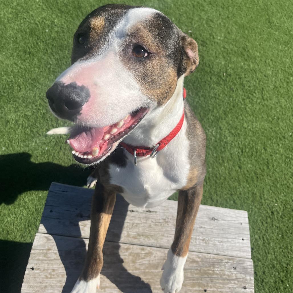 Enlarge Kash, a Adoptable mixed breed in Bristol, IN image 3/3