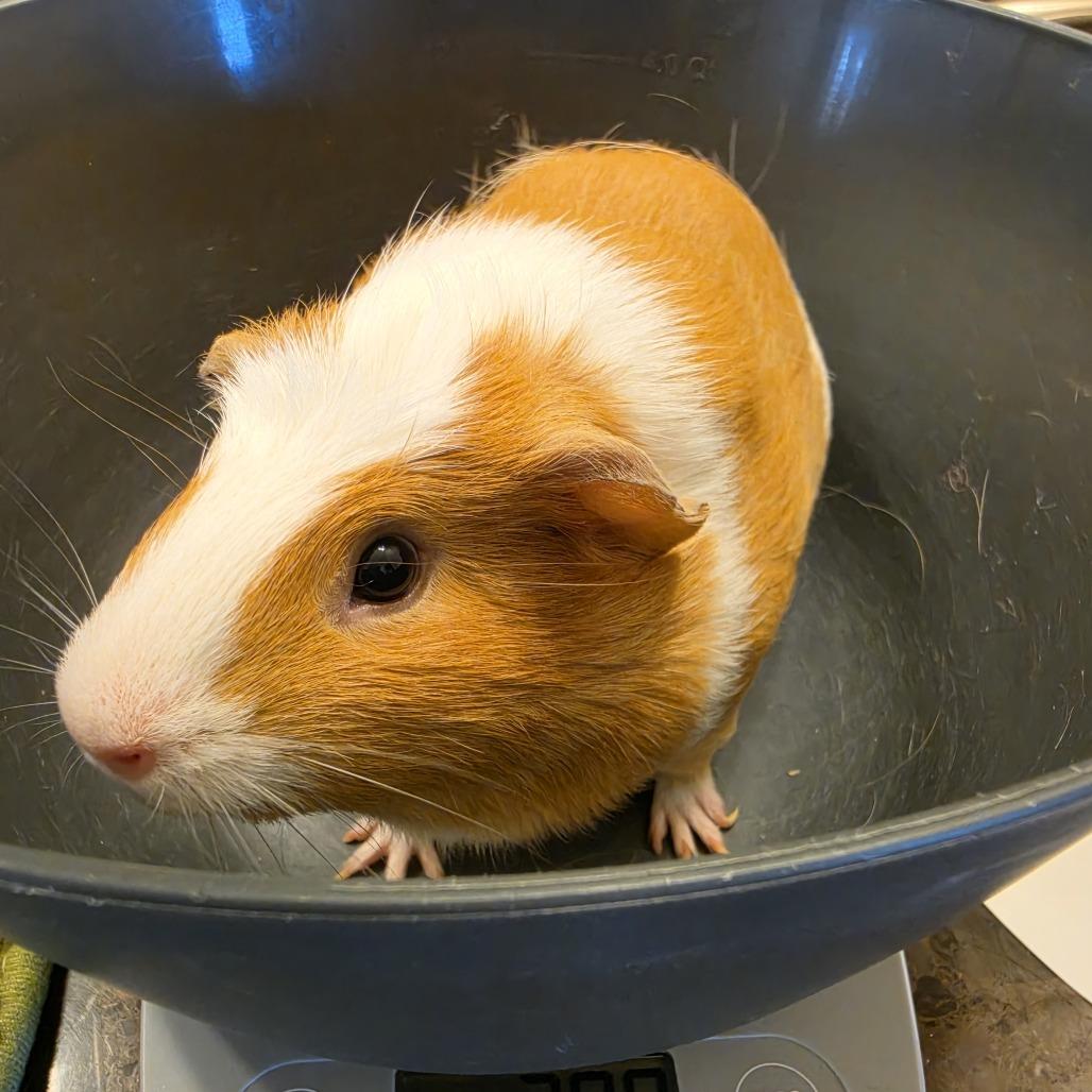 Enlarge Lula (bonded with Mama), a ADOPTABLE Short-Haired in Walnut Grove, CA image 1/1
