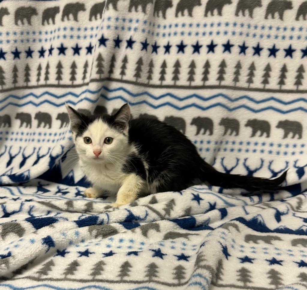 Blizzard, Adoptable, Kitten Male Domestic Medium Hair.