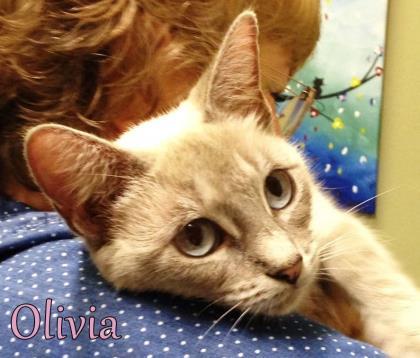 Olivia, Adoptable, Senior Female Siamese & Domestic Short Hair.