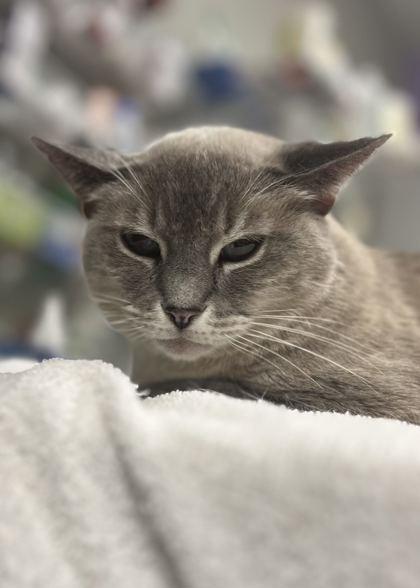Olivia (In a foster home), Adoptable, Senior Female Siamese & Domestic Short Hair.