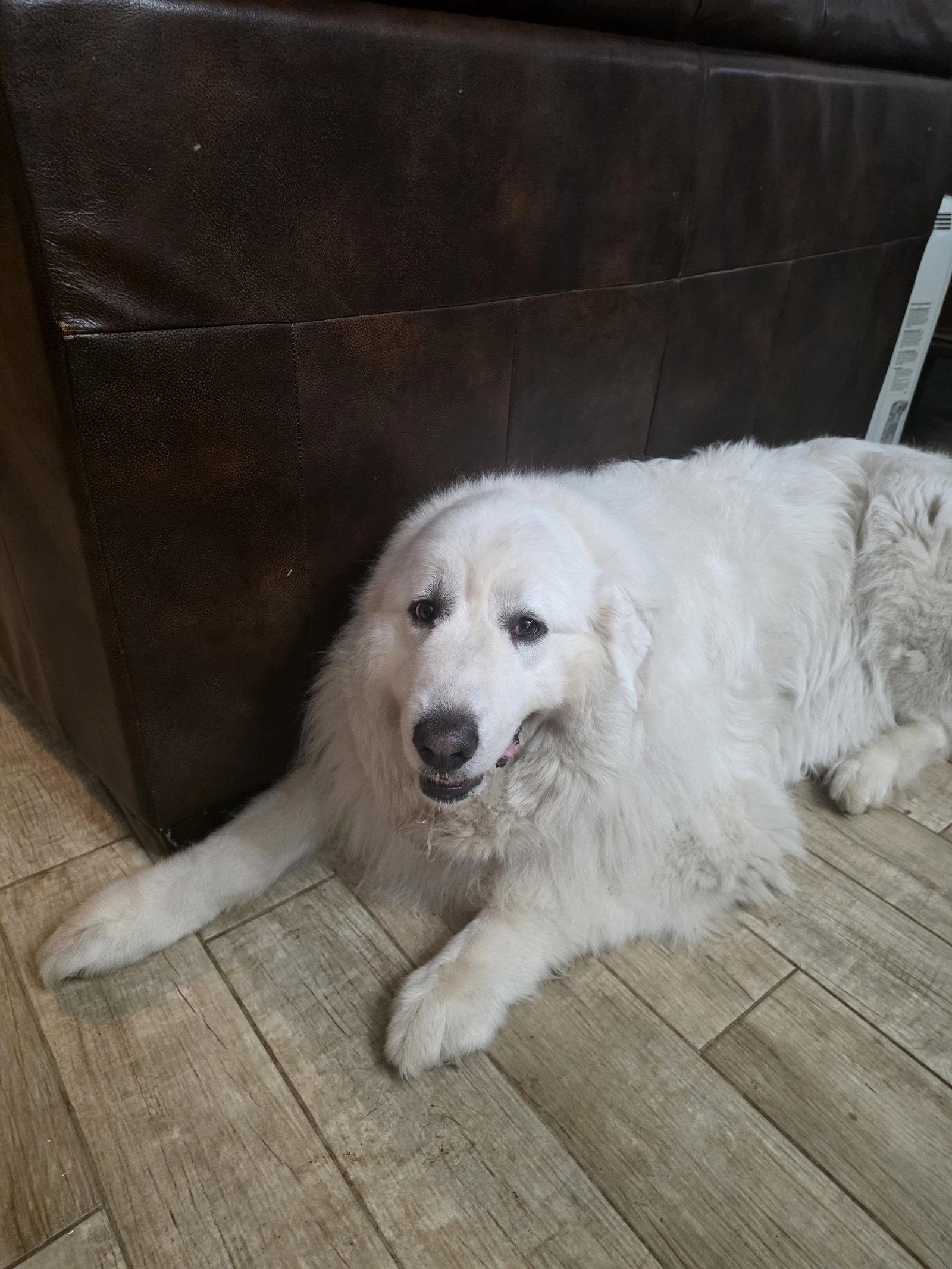 Samson, an adopted Great Pyrenees in Spring, TX image 2/5