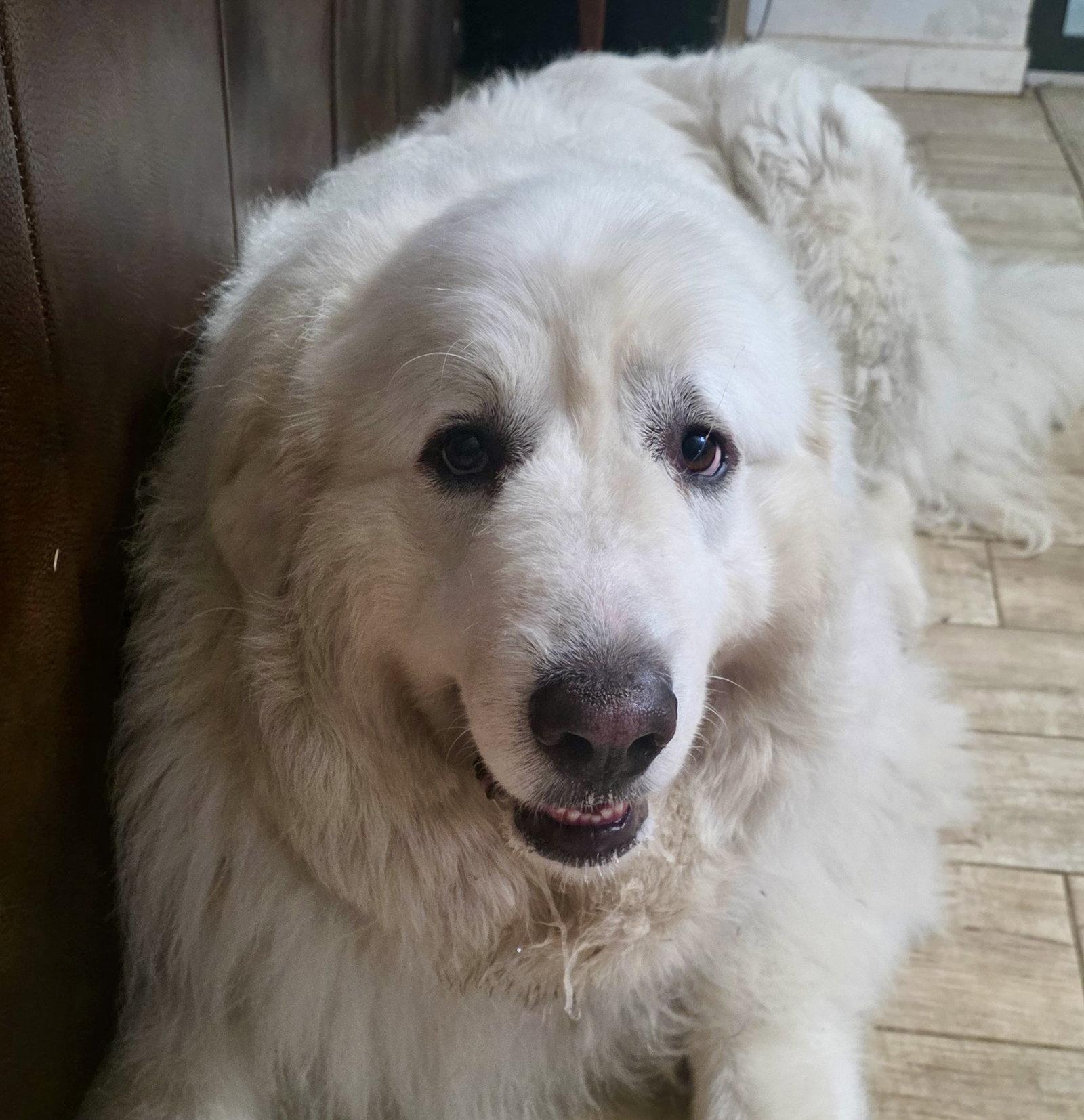 Samson, adopted, Adult Male Great Pyrenees.