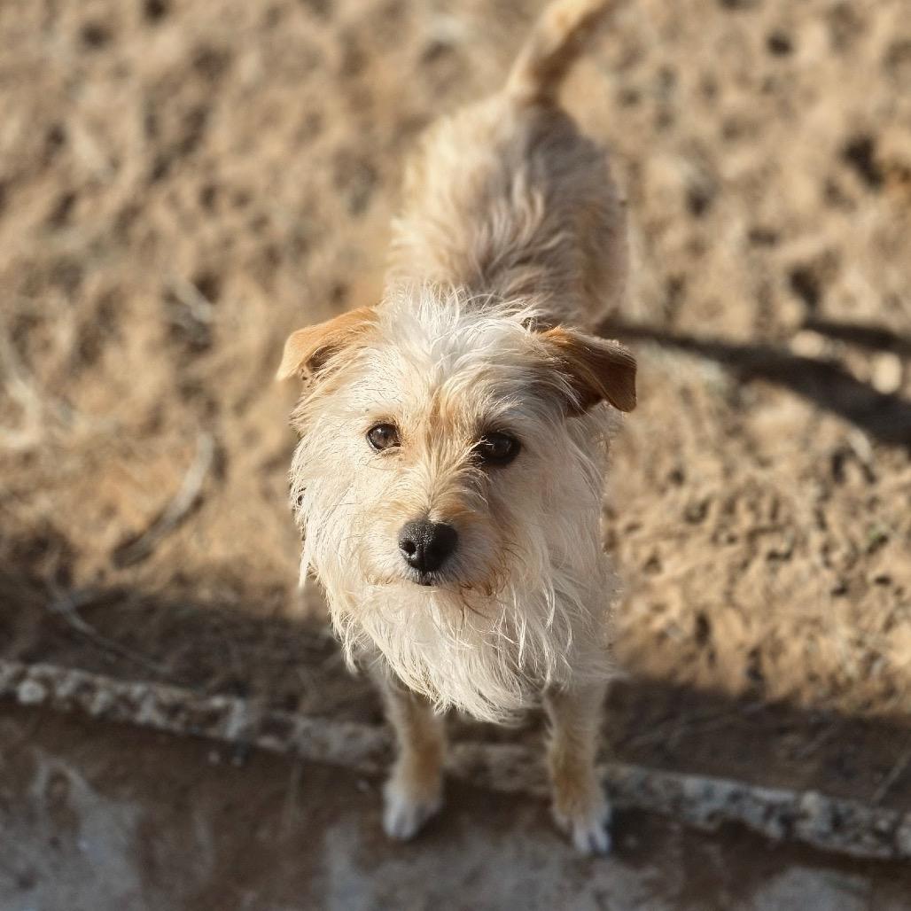 Mary, Adoptable, Adult Female Terrier & Mixed Breed.