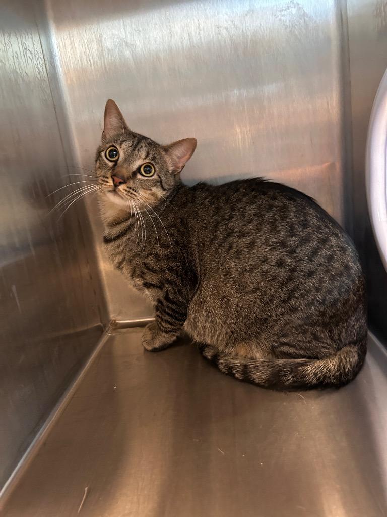 Dani, Adoptable, Young Male Domestic Short Hair.