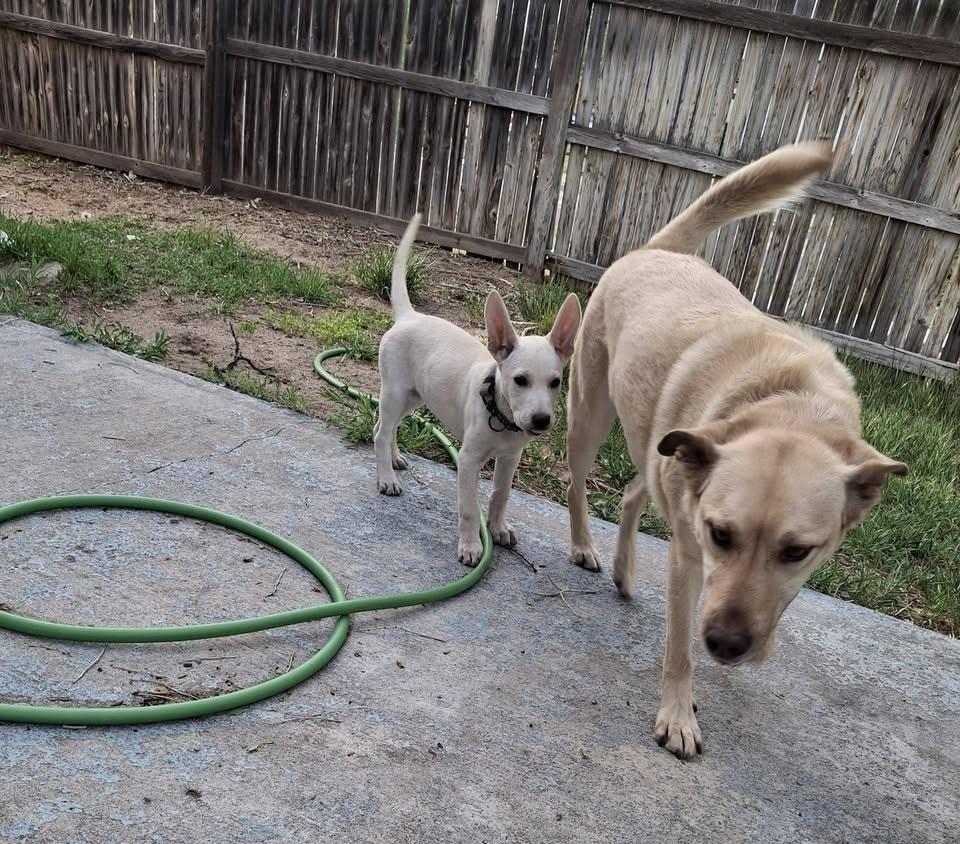 Brie, Adoptable, Puppy Female Shepherd & Labrador Retriever.