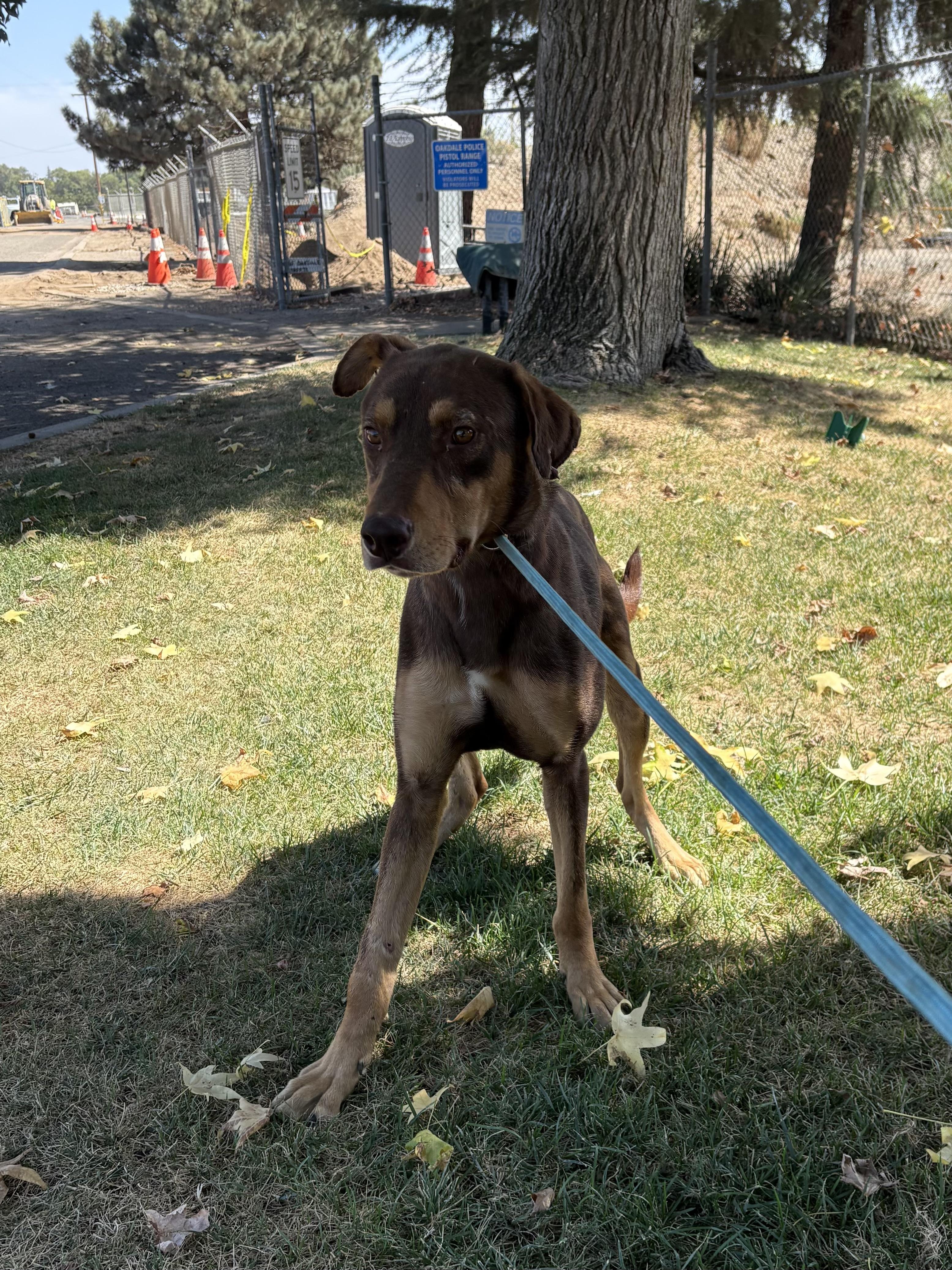 Rusty, Adoptable, Adult Male Doberman Pinscher.