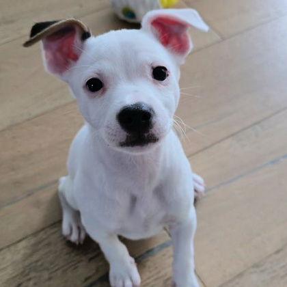 Marshmellow, Adoptable, Young Male Chihuahua & Terrier.