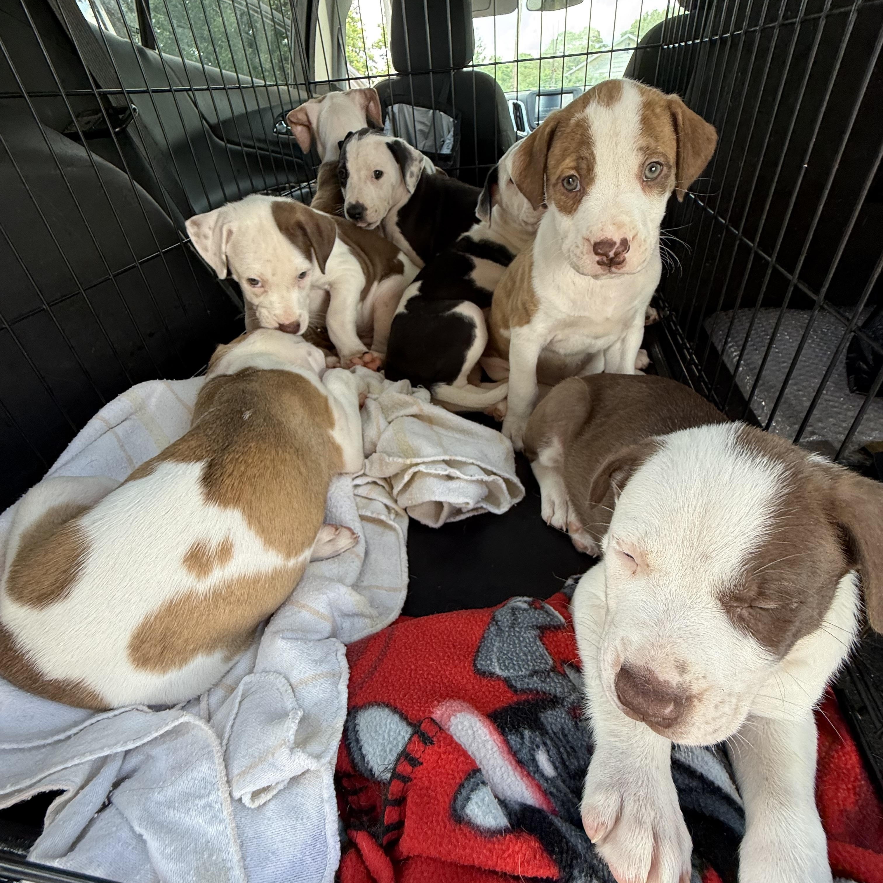 Chloe Pups (Nine of them), a ADOPTABLE mixed breed in Leesburg, GA image 3/6