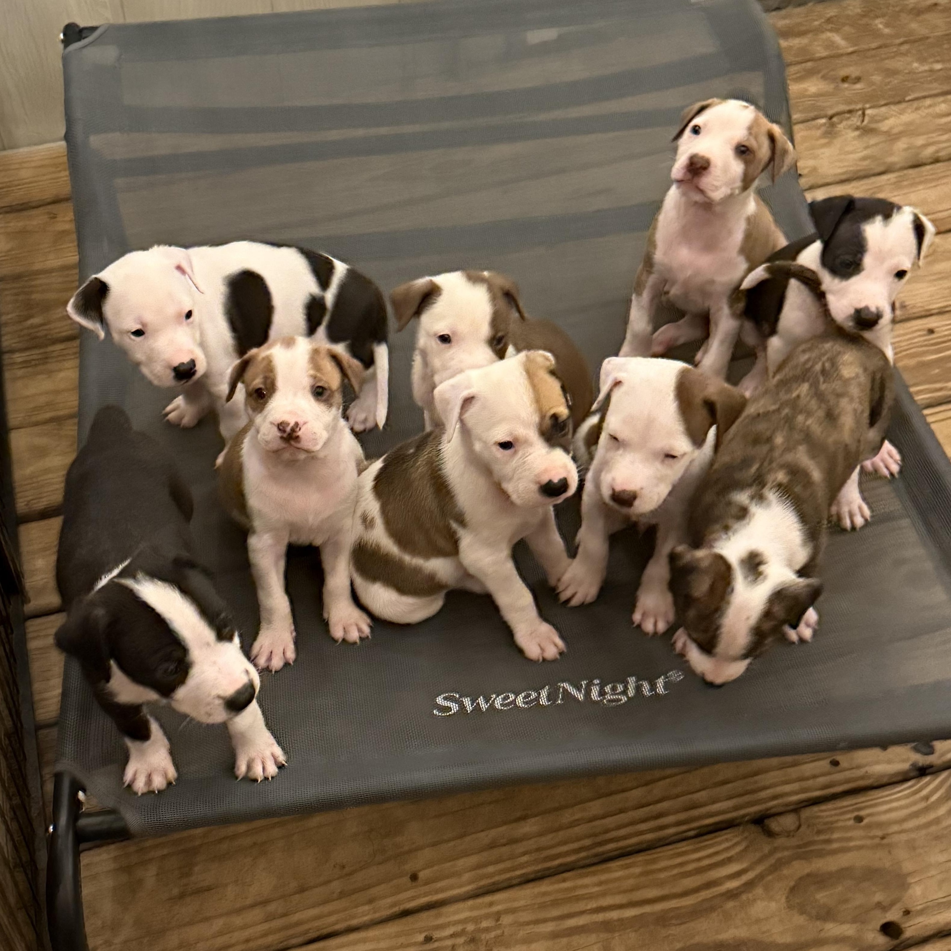 Chloe Pups (Nine of them), ADOPTABLE, Puppy Female Bulldog & Labrador Retriever.
