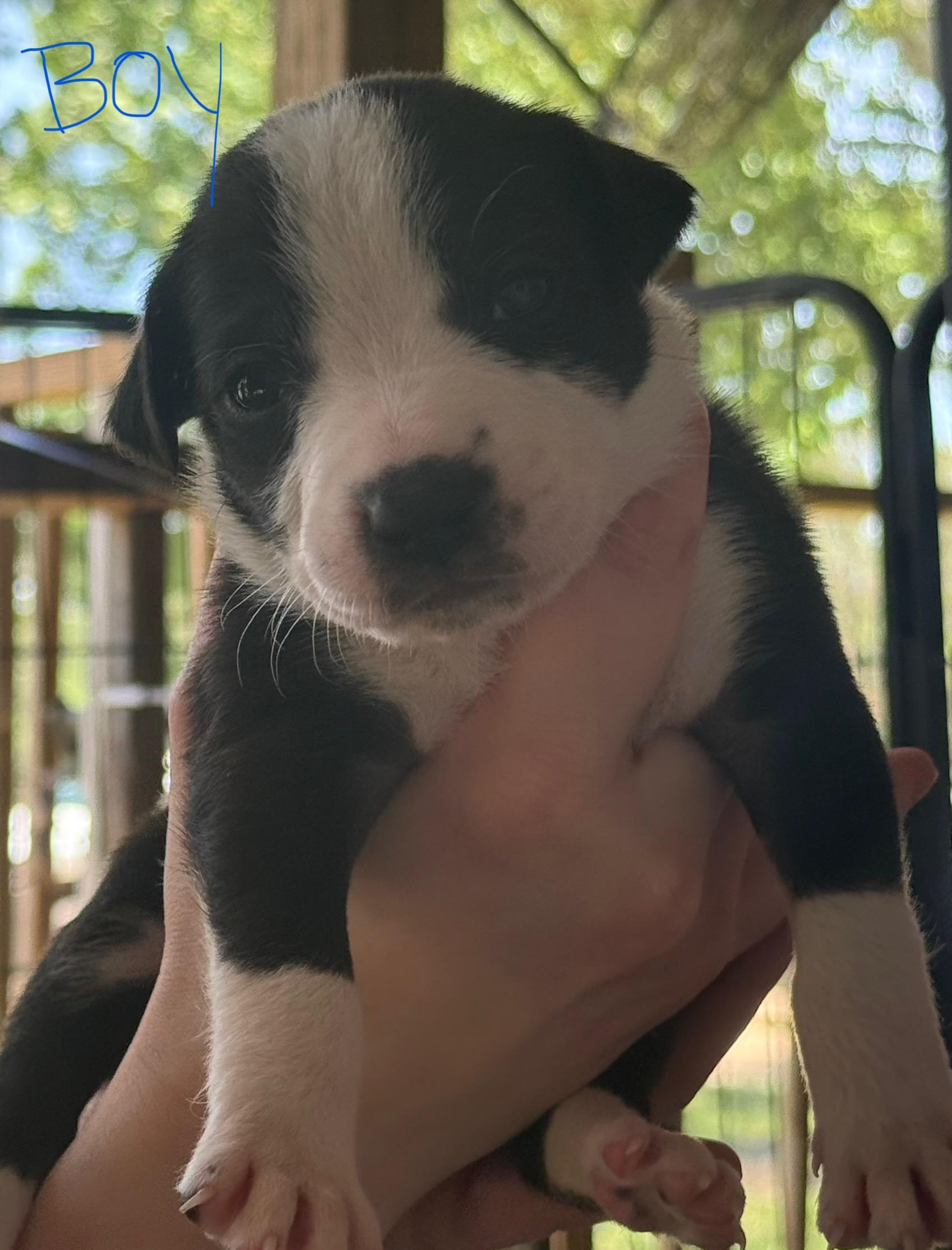 Chloe Pups (Nine of them), a ADOPTABLE mixed breed in Leesburg, GA image 5/6