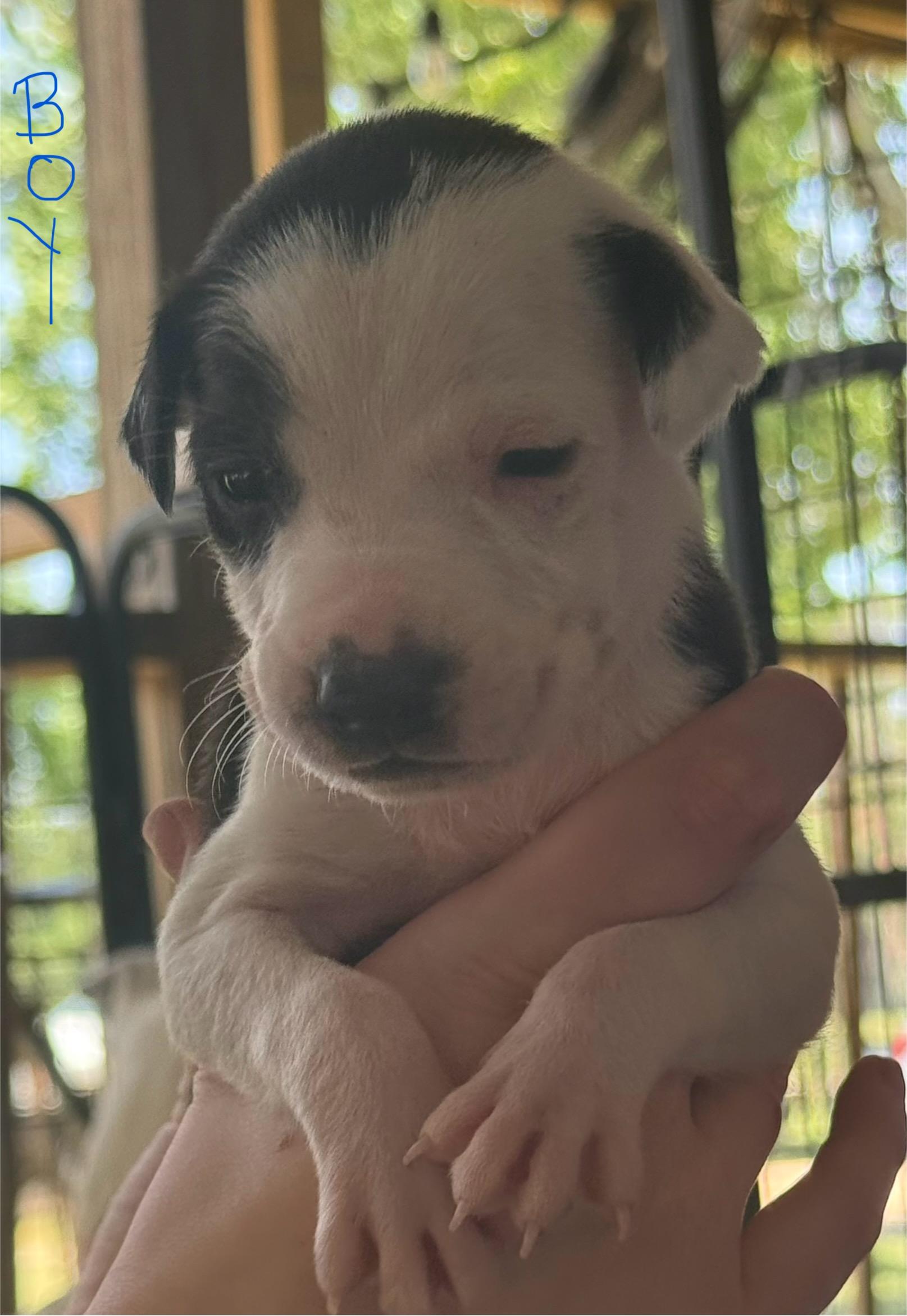 Chloe Pups (Nine of them), a ADOPTABLE mixed breed in Leesburg, GA image 6/6