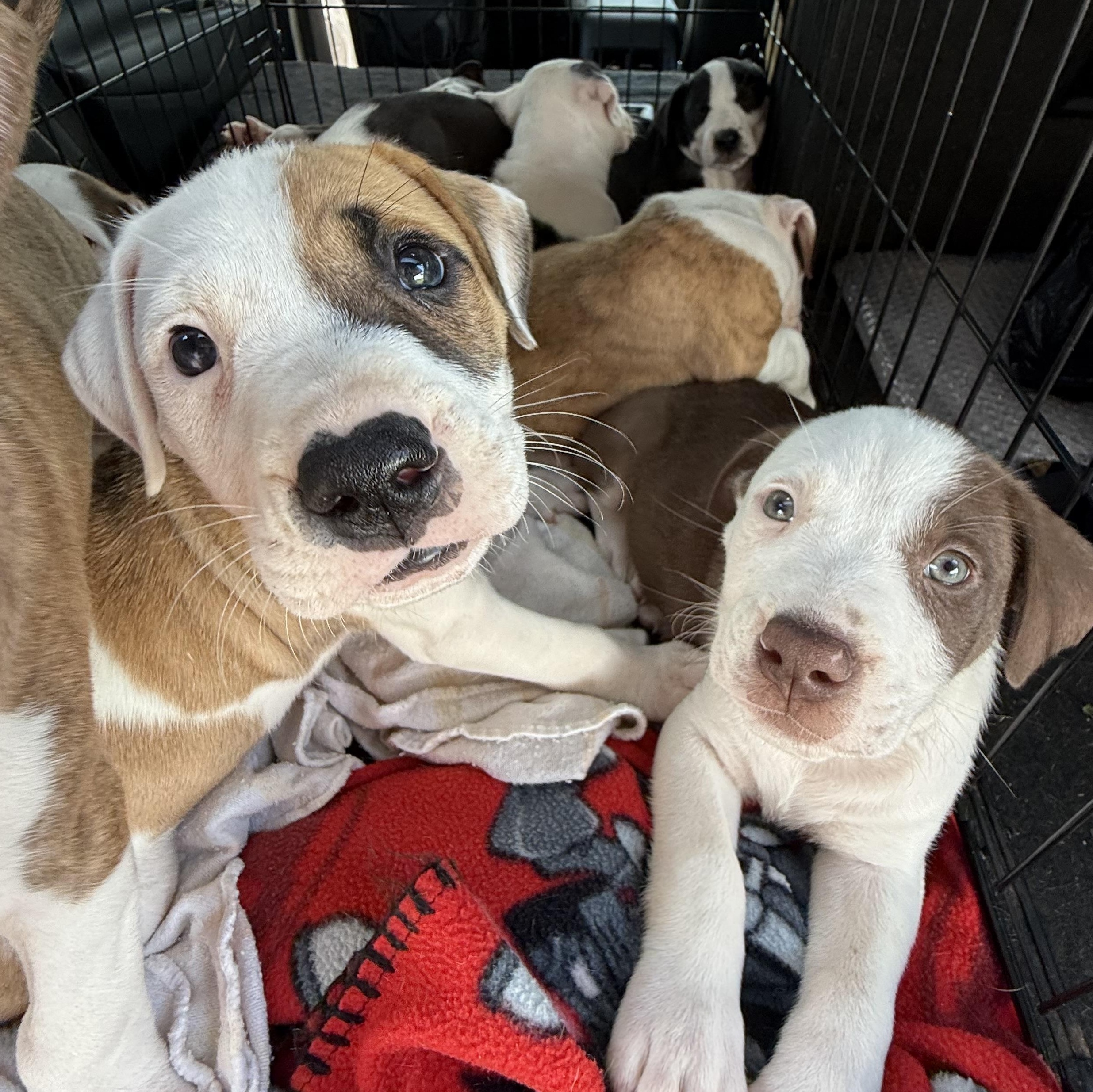 Chloe Pups (Nine of them), a ADOPTABLE mixed breed in Leesburg, GA image 2/6