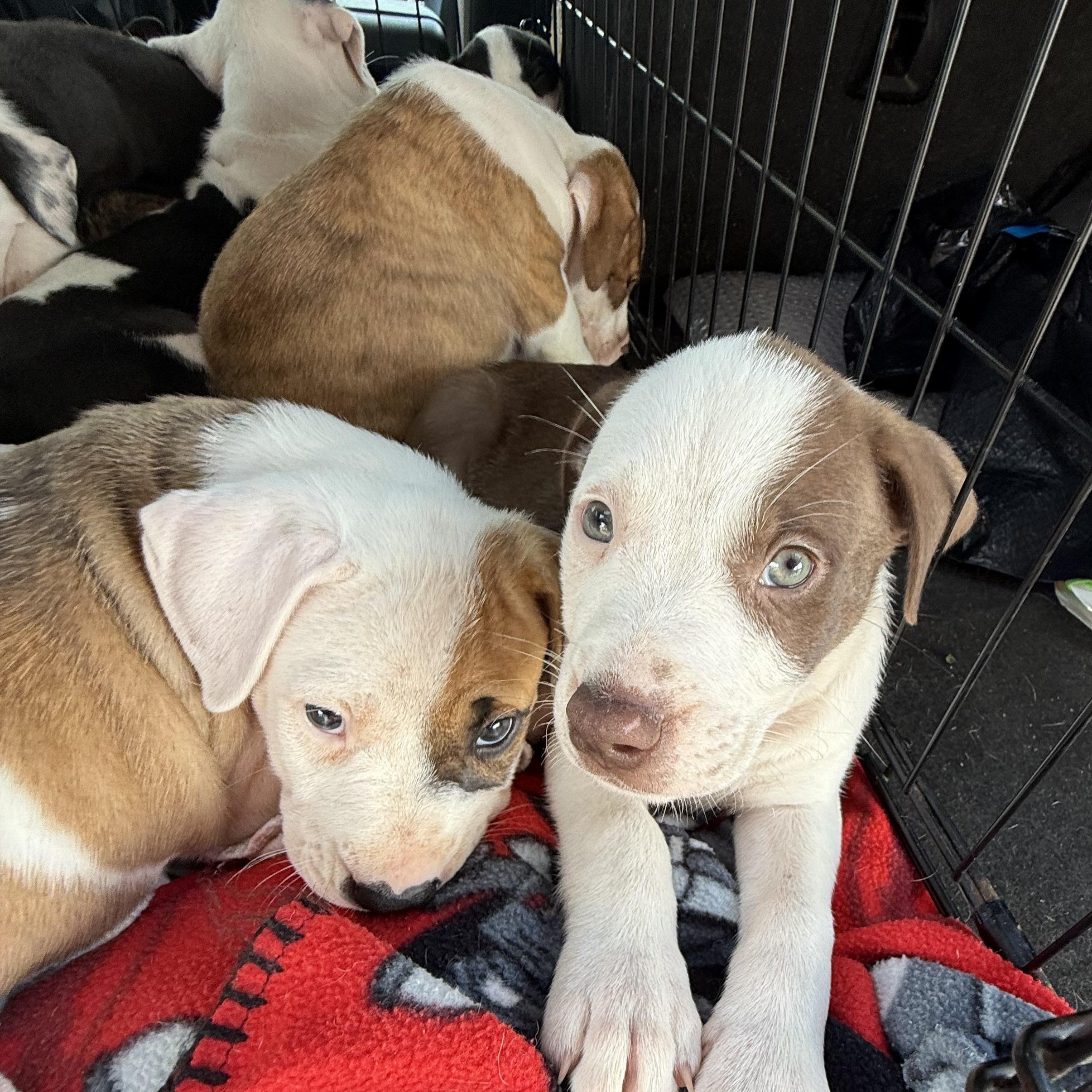 Chloe Pups (Nine of them), a ADOPTABLE mixed breed in Leesburg, GA image 4/6