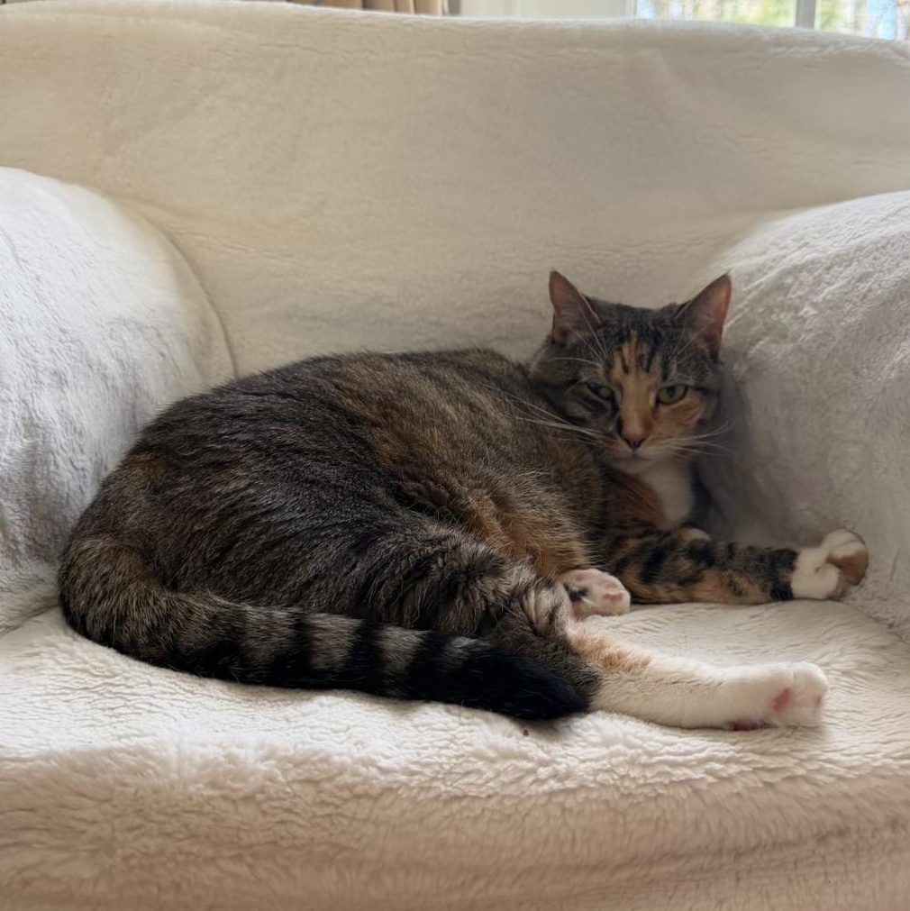 Queen Lola, a ADOPTABLE Domestic Short Hair in New Britain, CT image 2/4