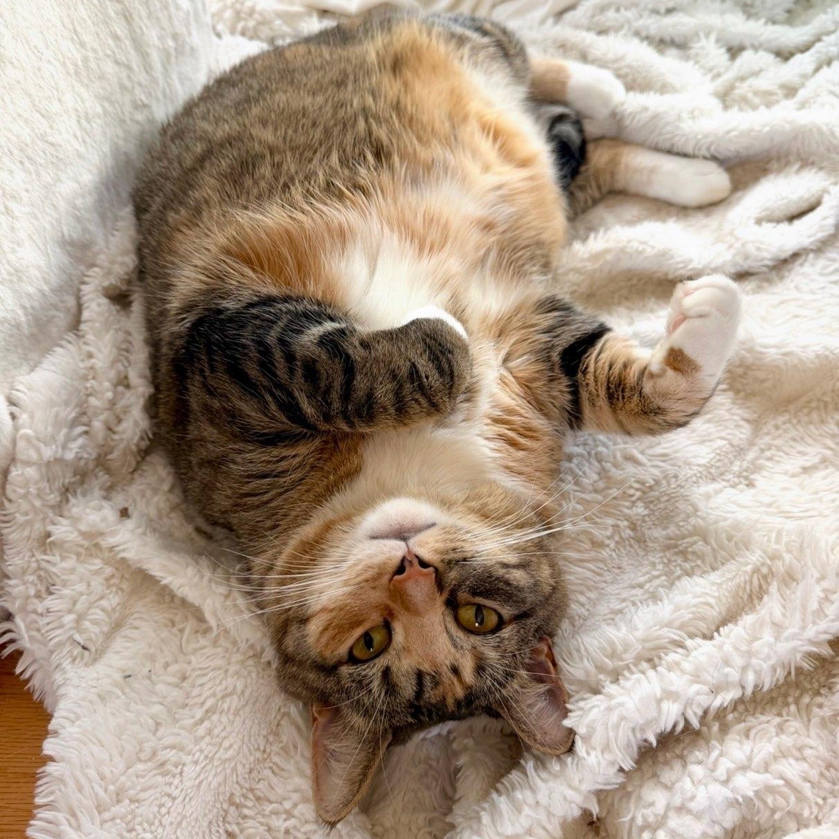 Queen Lola, a ADOPTABLE Domestic Short Hair in New Britain, CT image 1/4