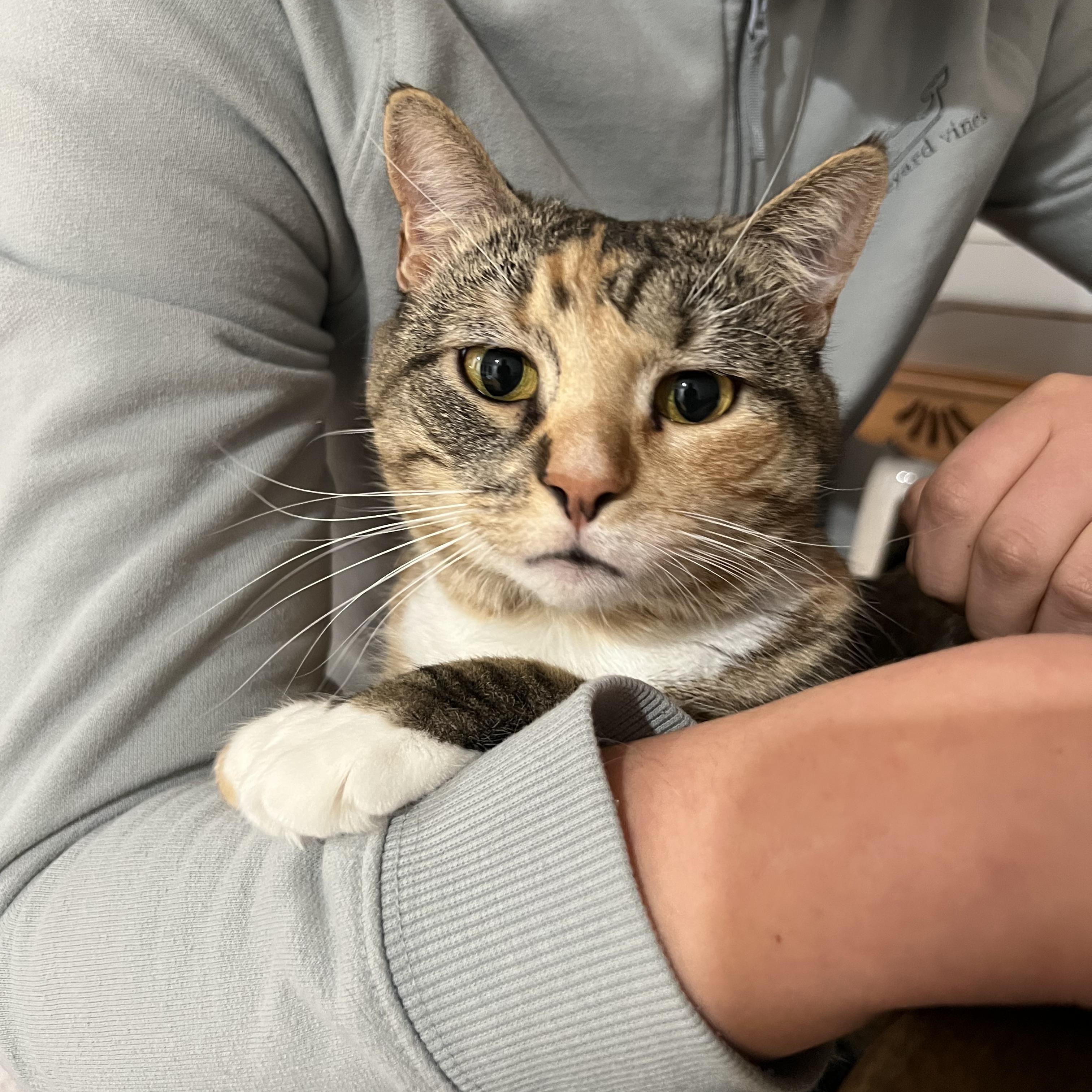 Queen Lola, a ADOPTABLE Domestic Short Hair in New Britain, CT image 4/4
