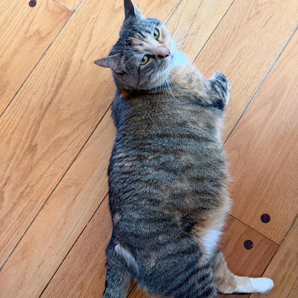 Queen Lola, a ADOPTABLE Domestic Short Hair in New Britain, CT image 3/4