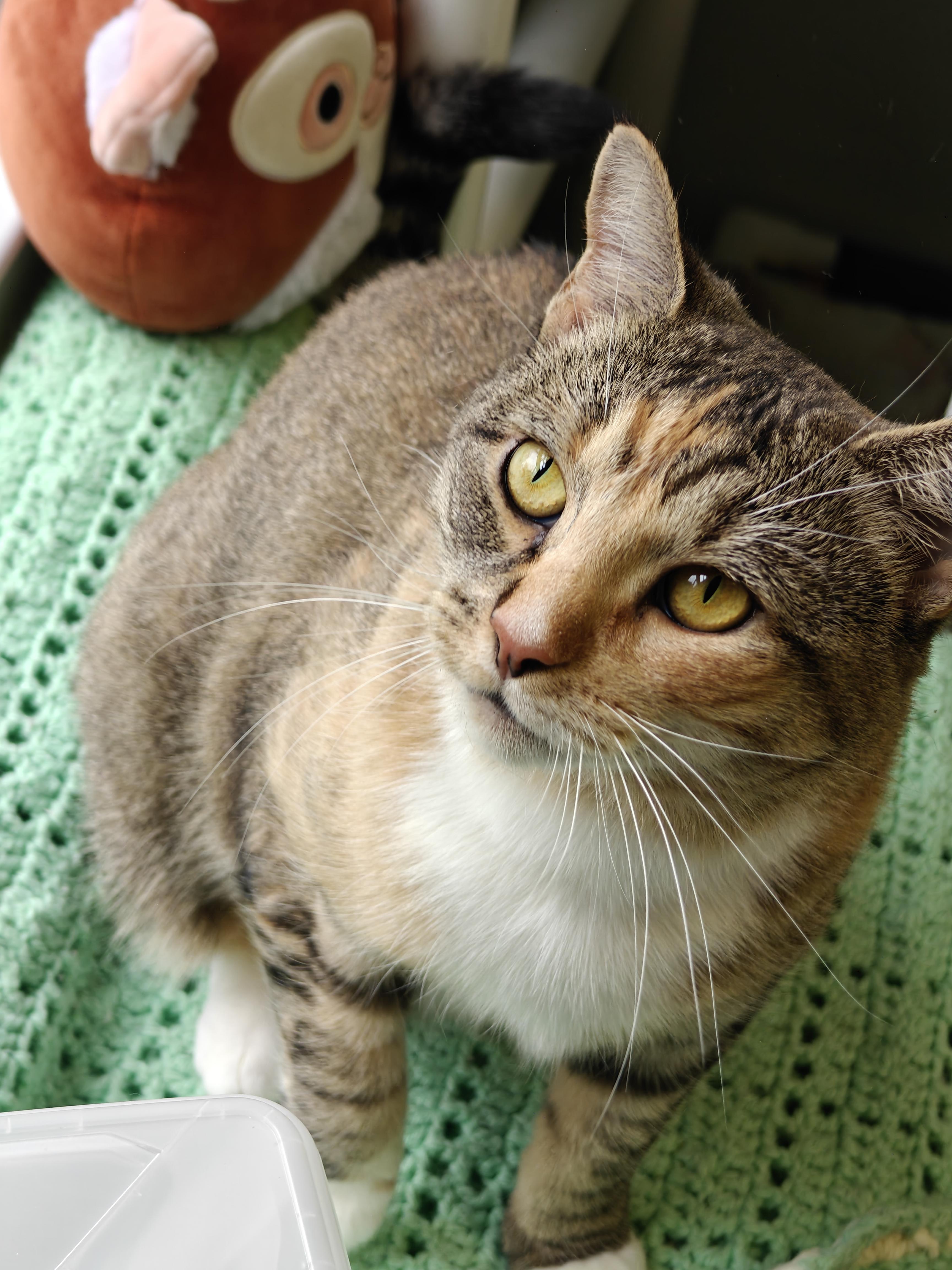 Queen Lola, a ADOPTABLE Domestic Short Hair in New Britain, CT image 5/5