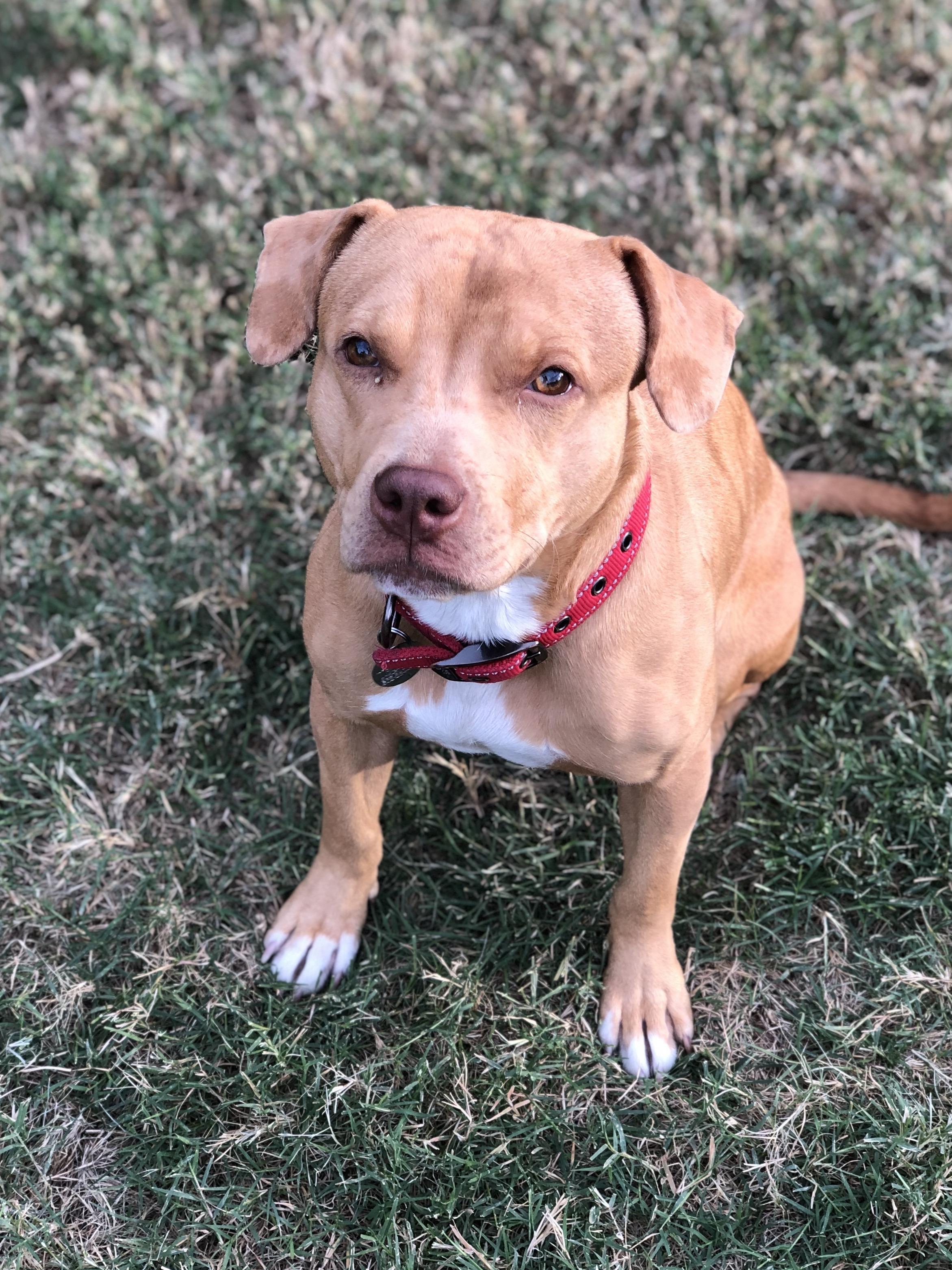 Poppy, Adoptable, Young Female Pit Bull Terrier & Beagle.