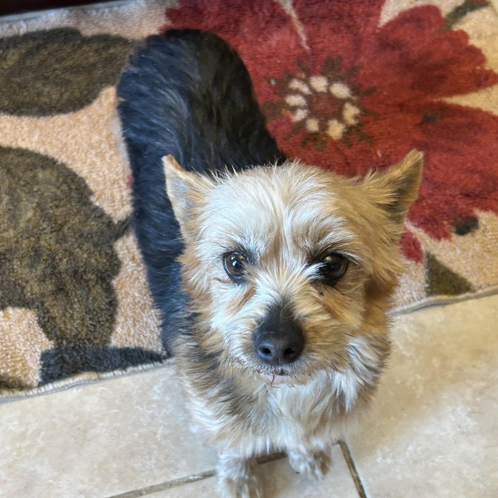 Sambucca "SAMI", Adoptable, Senior Female Yorkshire Terrier.
