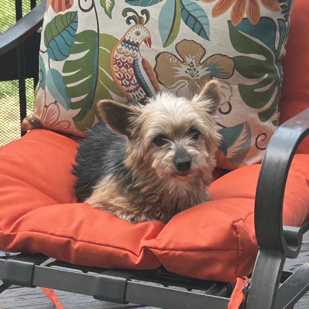 Sambucca "SAMI", a Adoptable Yorkshire Terrier in Sinking Spring, PA image 2/6