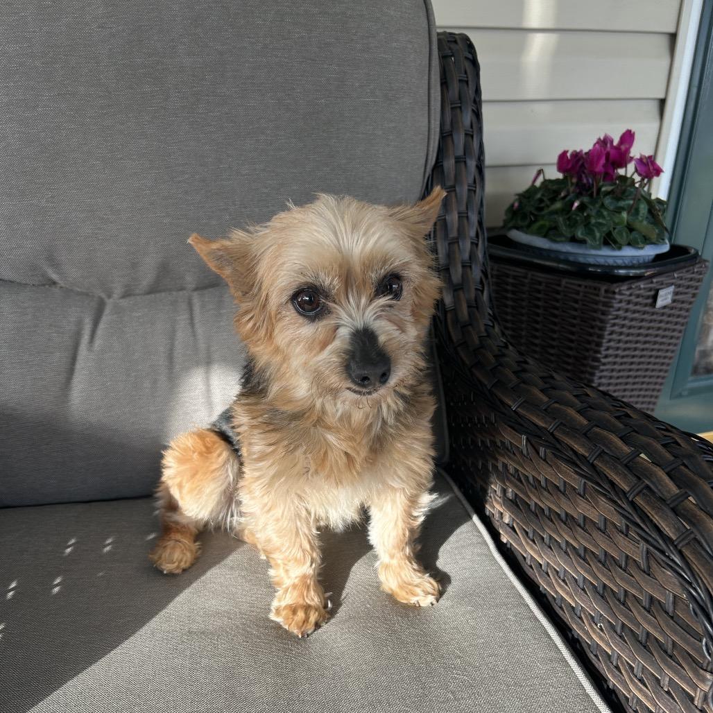 Sambucca "SAMI", a Adoptable Yorkshire Terrier in Sinking Spring, PA image 3/6