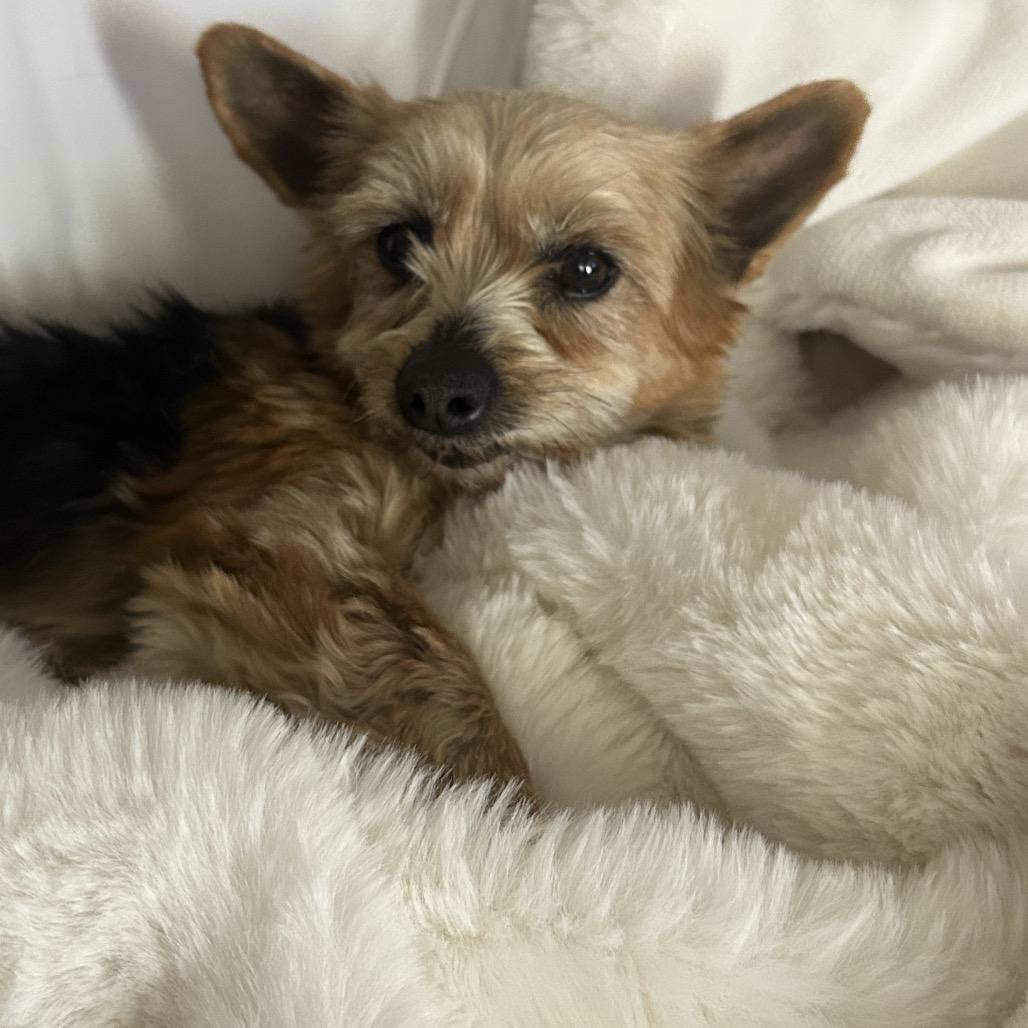 Sambucca "SAMI", a Adoptable Yorkshire Terrier in Sinking Spring, PA image 4/6