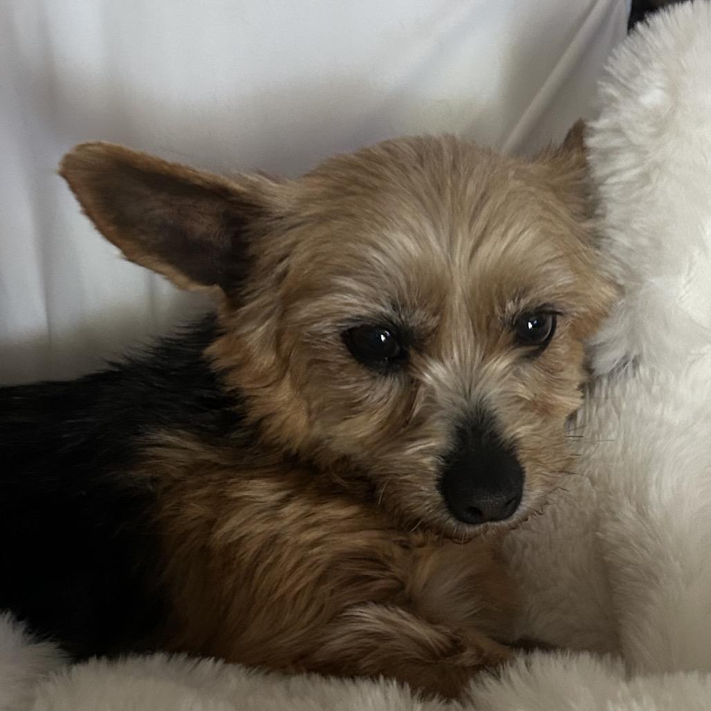 Sambucca "SAMI", a Adoptable Yorkshire Terrier in Sinking Spring, PA image 5/6