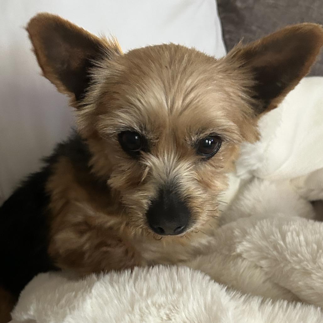 Sambucca "SAMI", a Adoptable Yorkshire Terrier in Sinking Spring, PA image 6/6