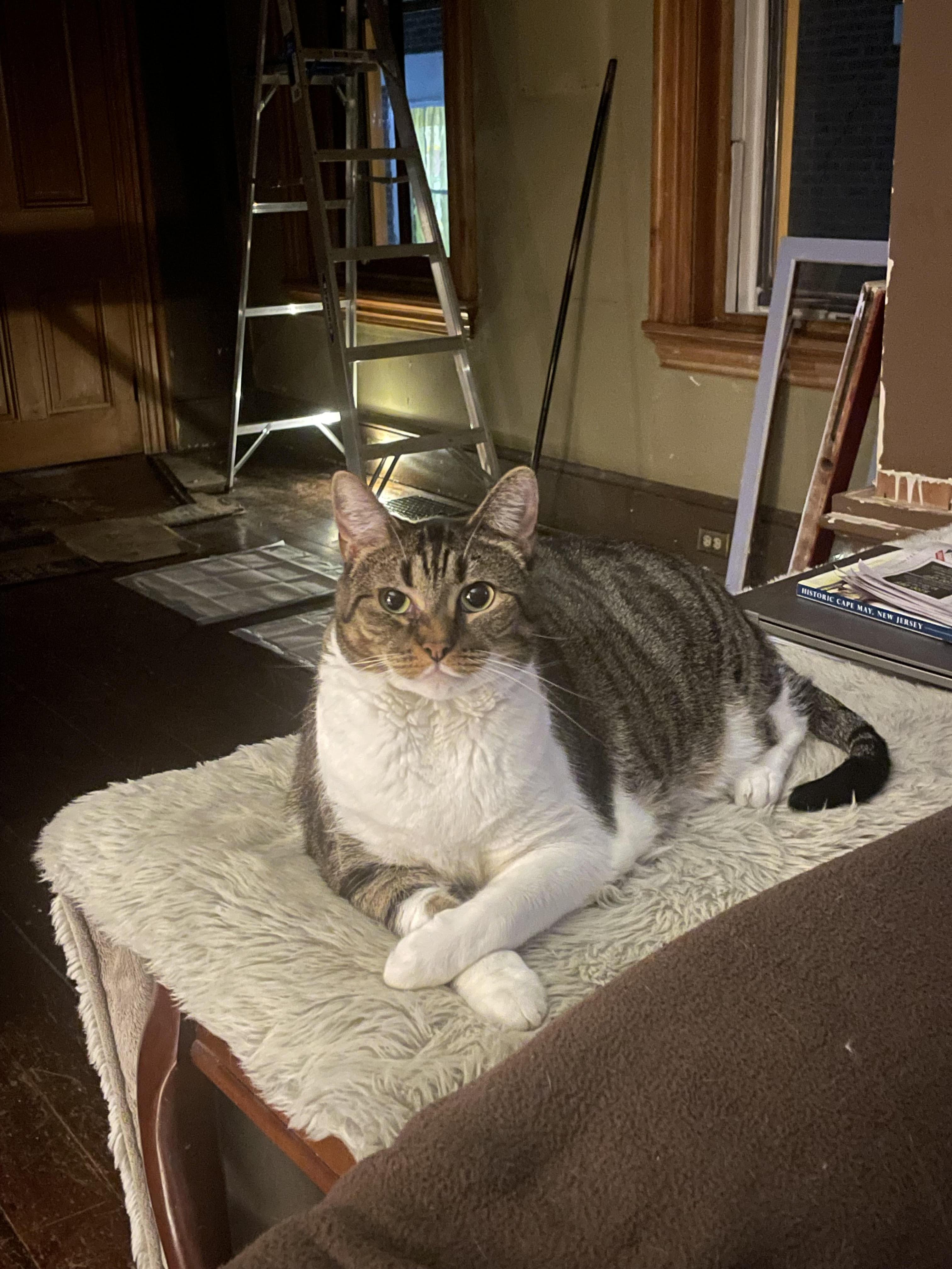 Bella, a Adoptable Domestic Short Hair in Levittown, PA image 1/2