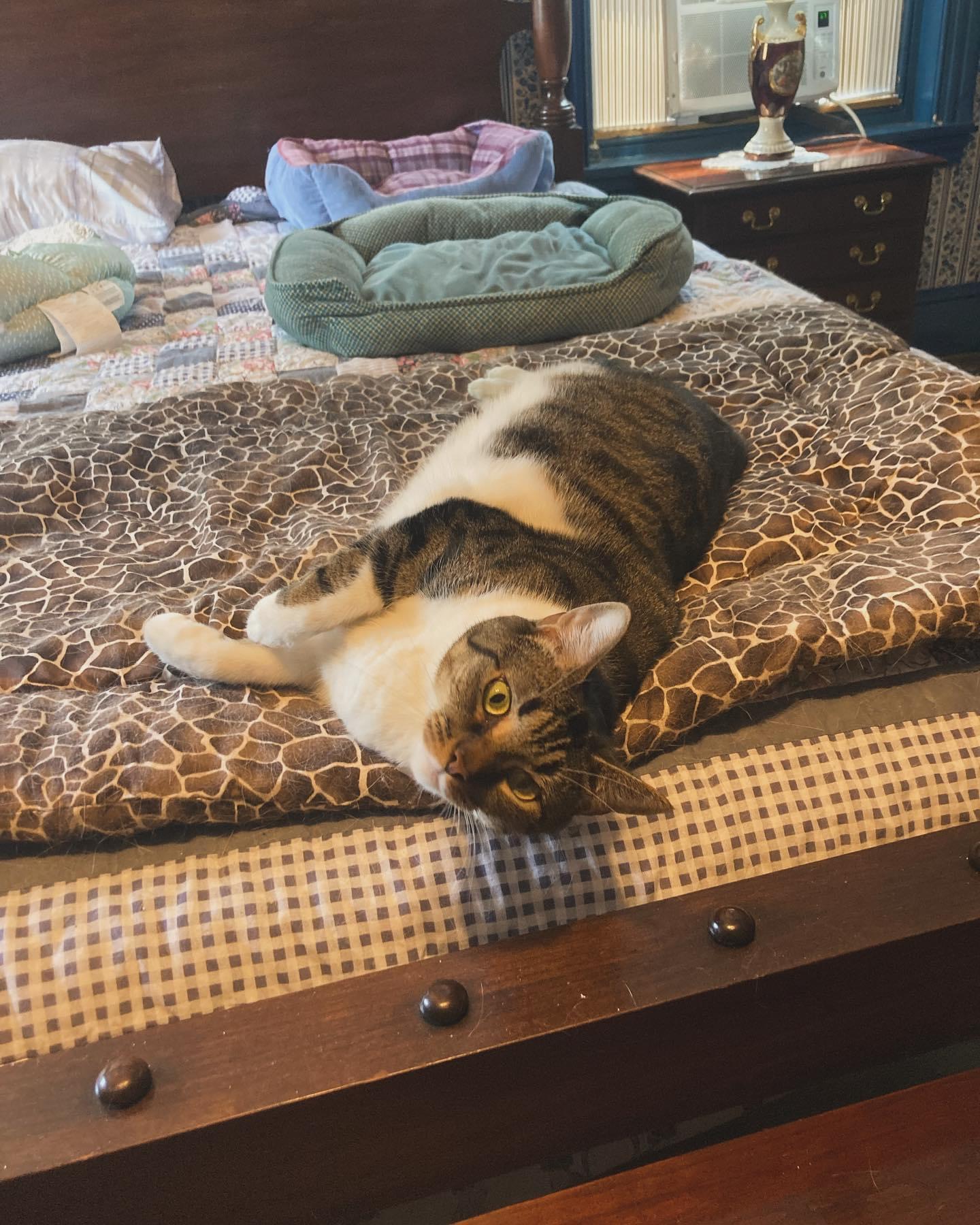 Bella, a Adoptable Domestic Short Hair in Levittown, PA image 2/2