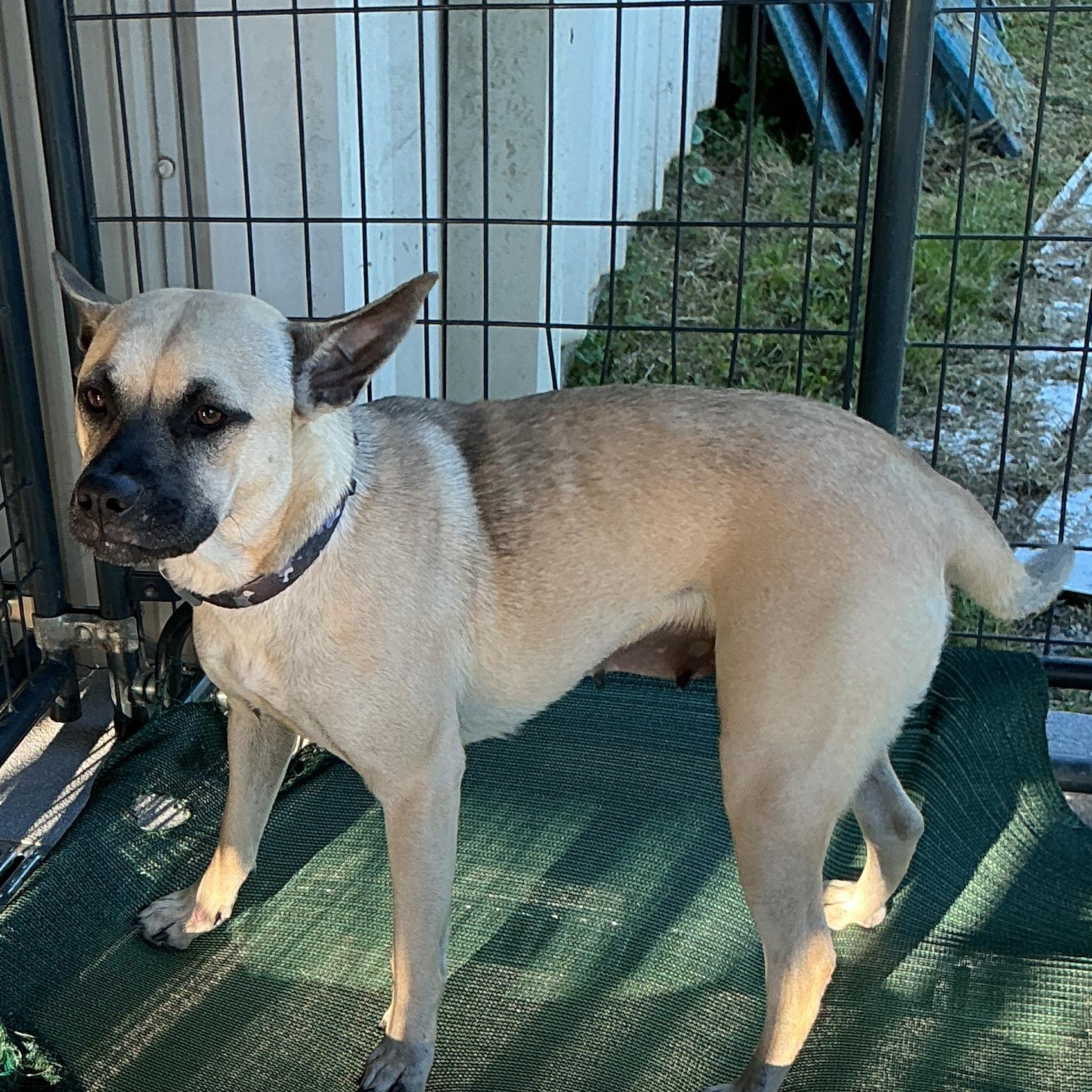 Enlarge Bingo, a ADOPTABLE mixed breed in thomson, GA image 4/4