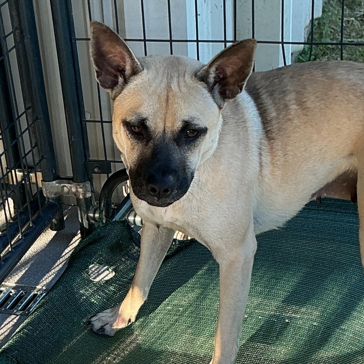 Enlarge Bingo, a ADOPTABLE mixed breed in thomson, GA image 3/4