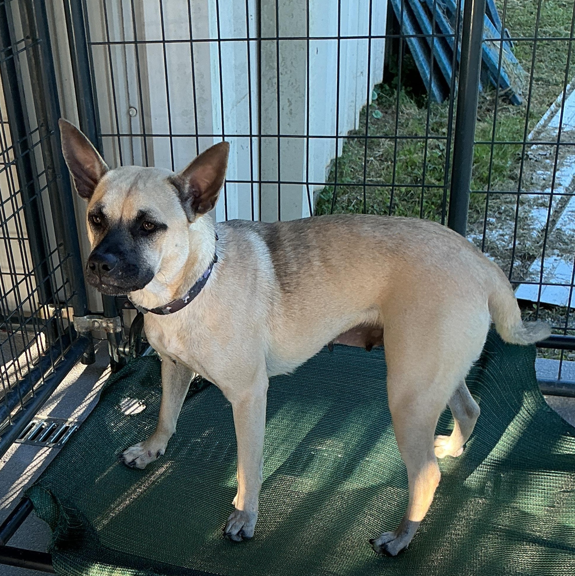 Bingo, ADOPTABLE, Adult Female Black Mouth Cur.