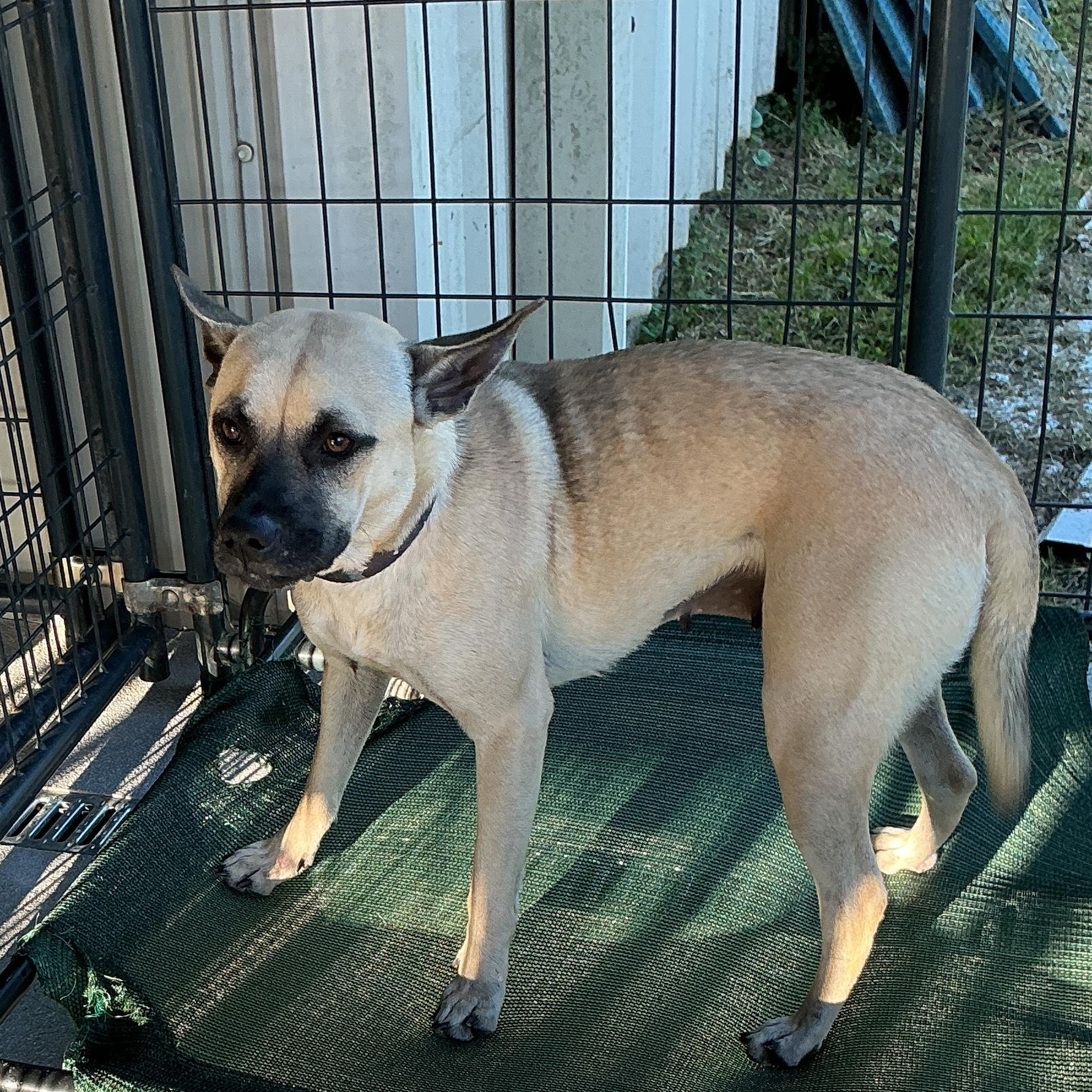 Enlarge Bingo, a ADOPTABLE mixed breed in thomson, GA image 2/4