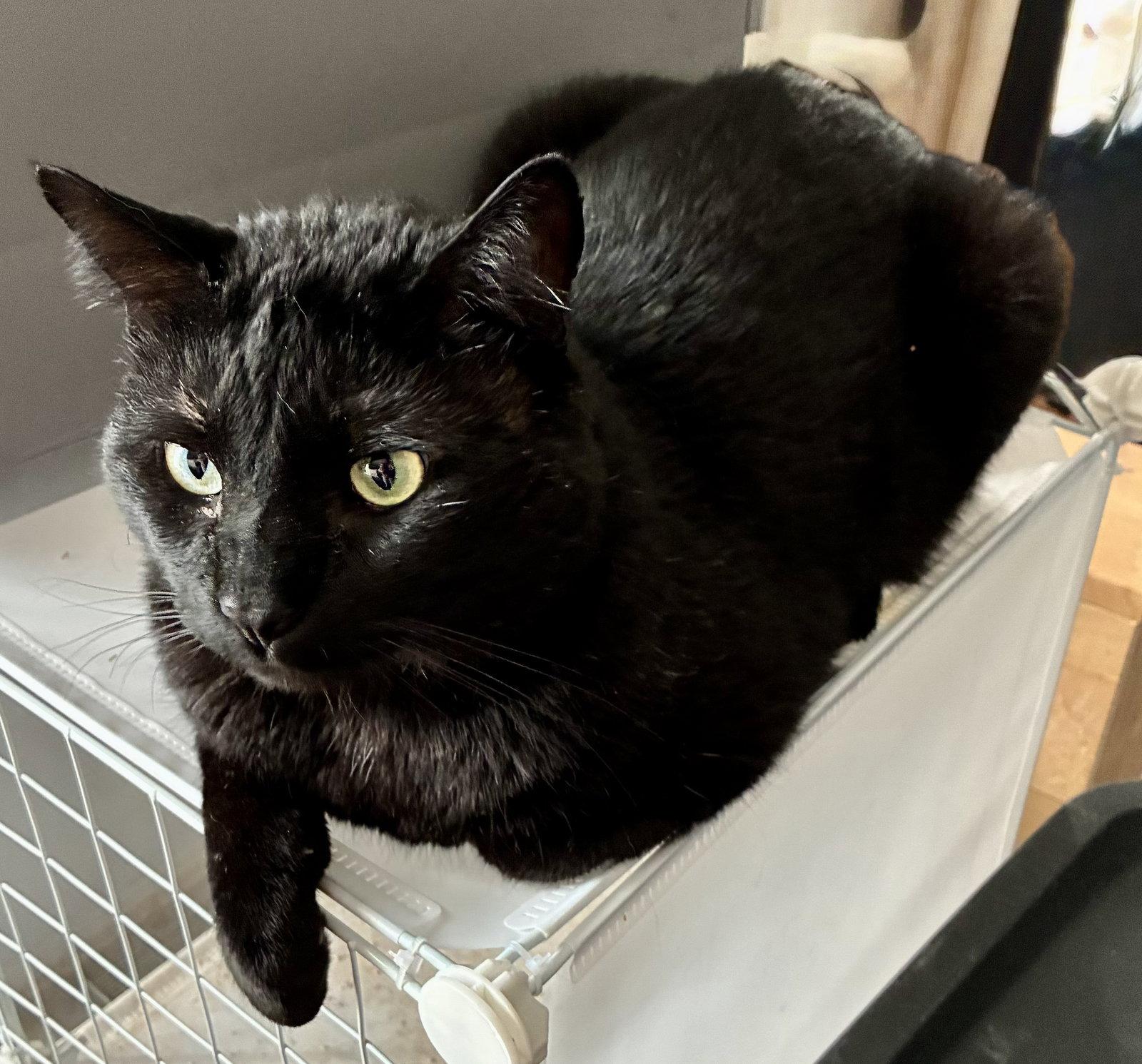 Esteban, a Adoptable Domestic Short Hair in Lexington, SC image 1/3