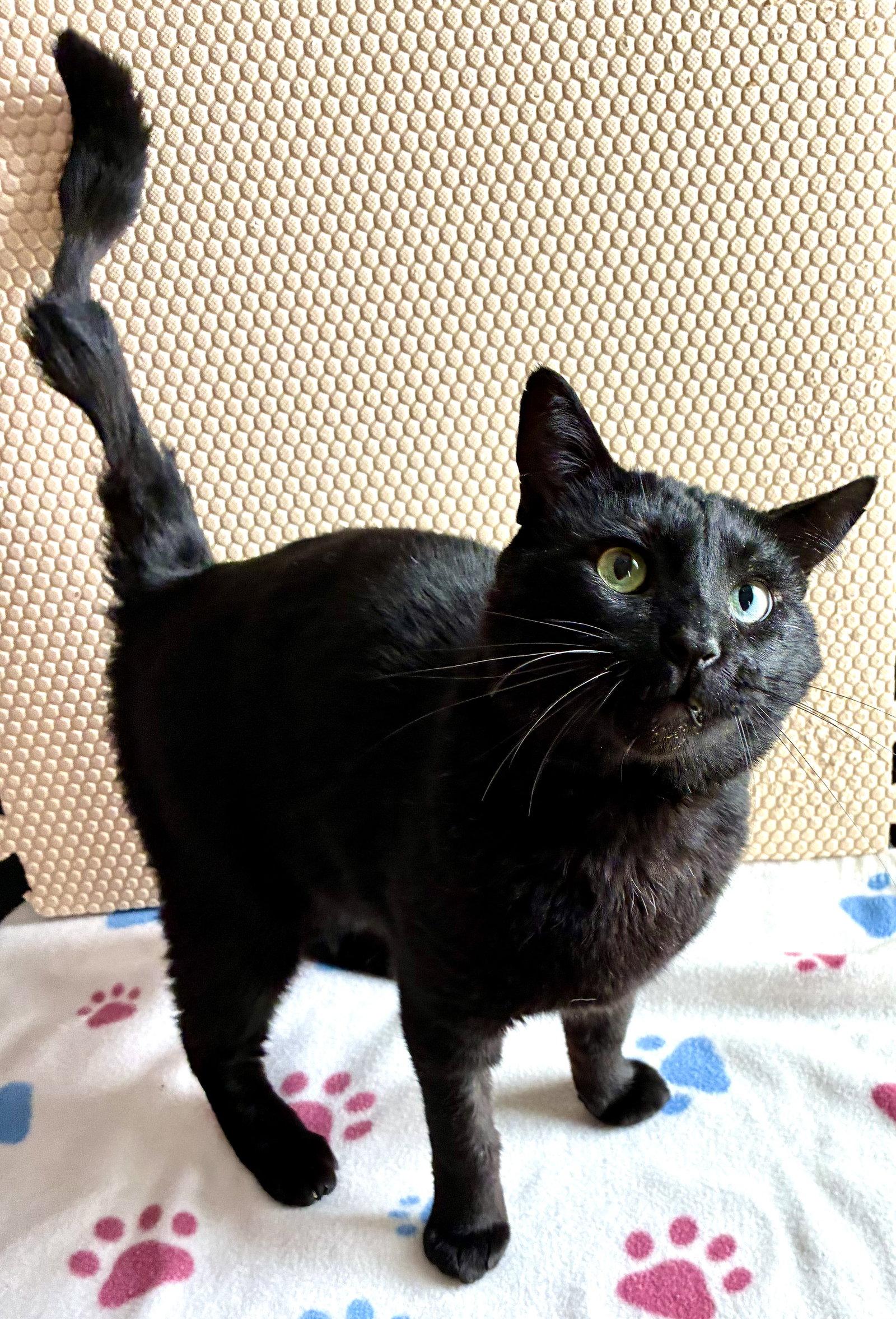 Esteban, a Adoptable Domestic Short Hair in Lexington, SC image 2/3