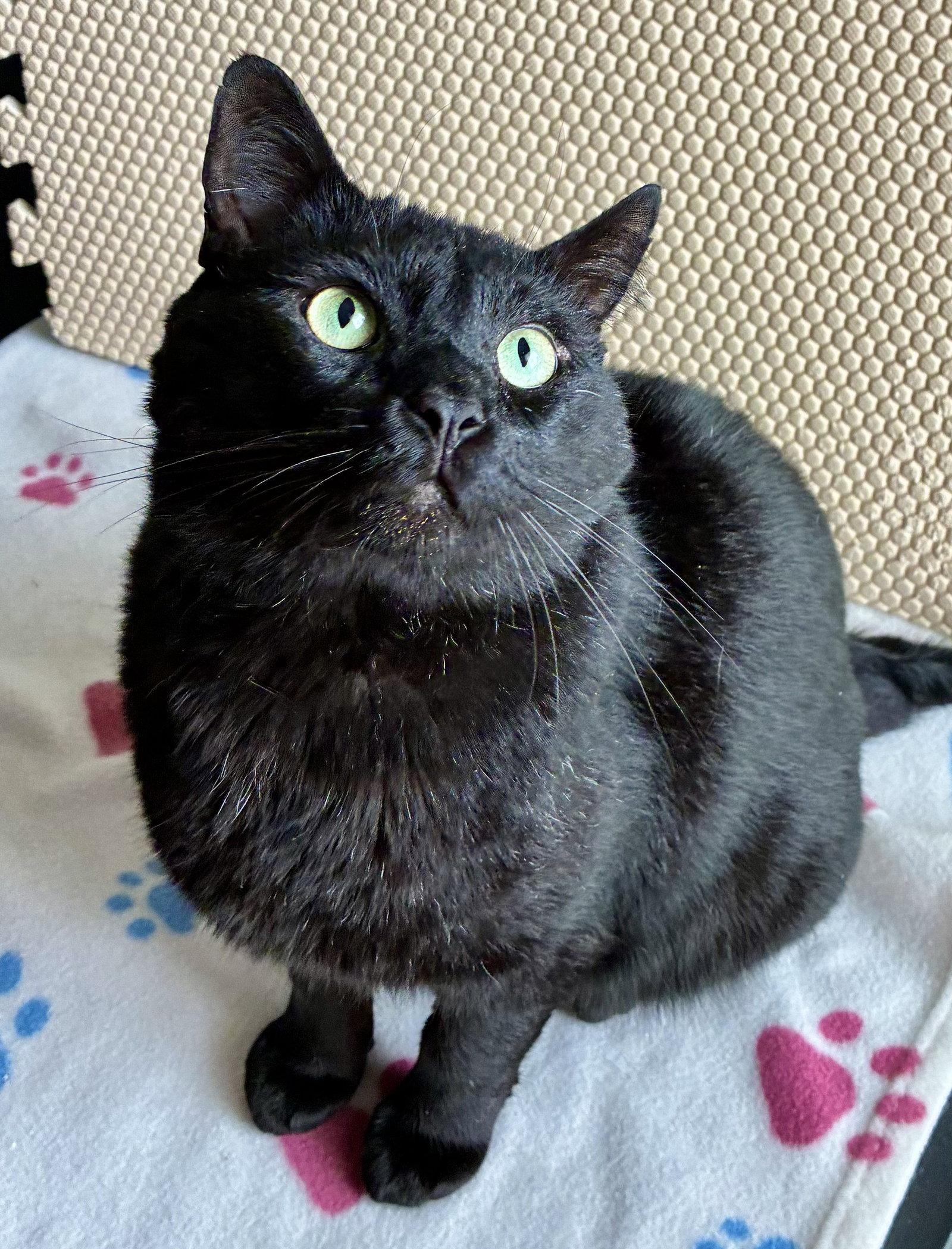 Esteban, a Adoptable Domestic Short Hair in Lexington, SC image 3/3
